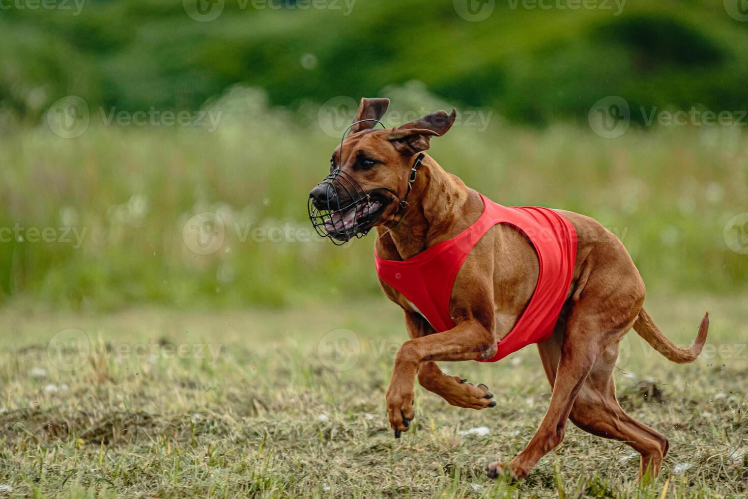 Rhodesian ridgeback dog in red shirt running in green field and chasing lure at full speed on coursing competition photo