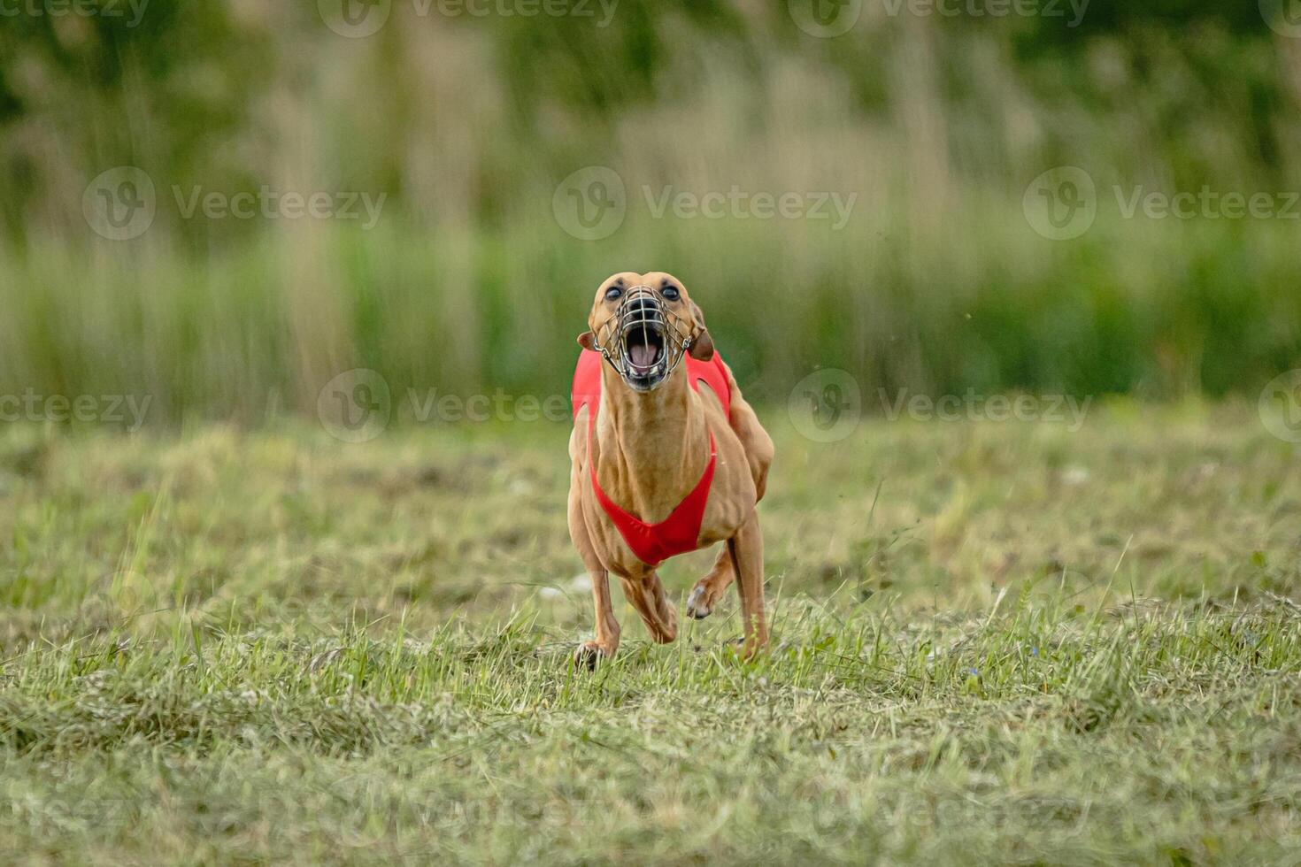 Whippet dog in red shirt running and chasing lure in the field on coursing competition photo