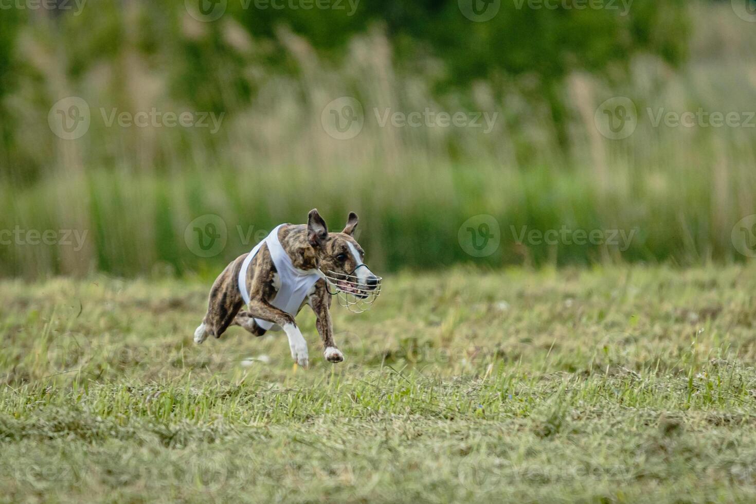 Whippet dog in white shirt running and chasing lure in the field on coursing competition photo