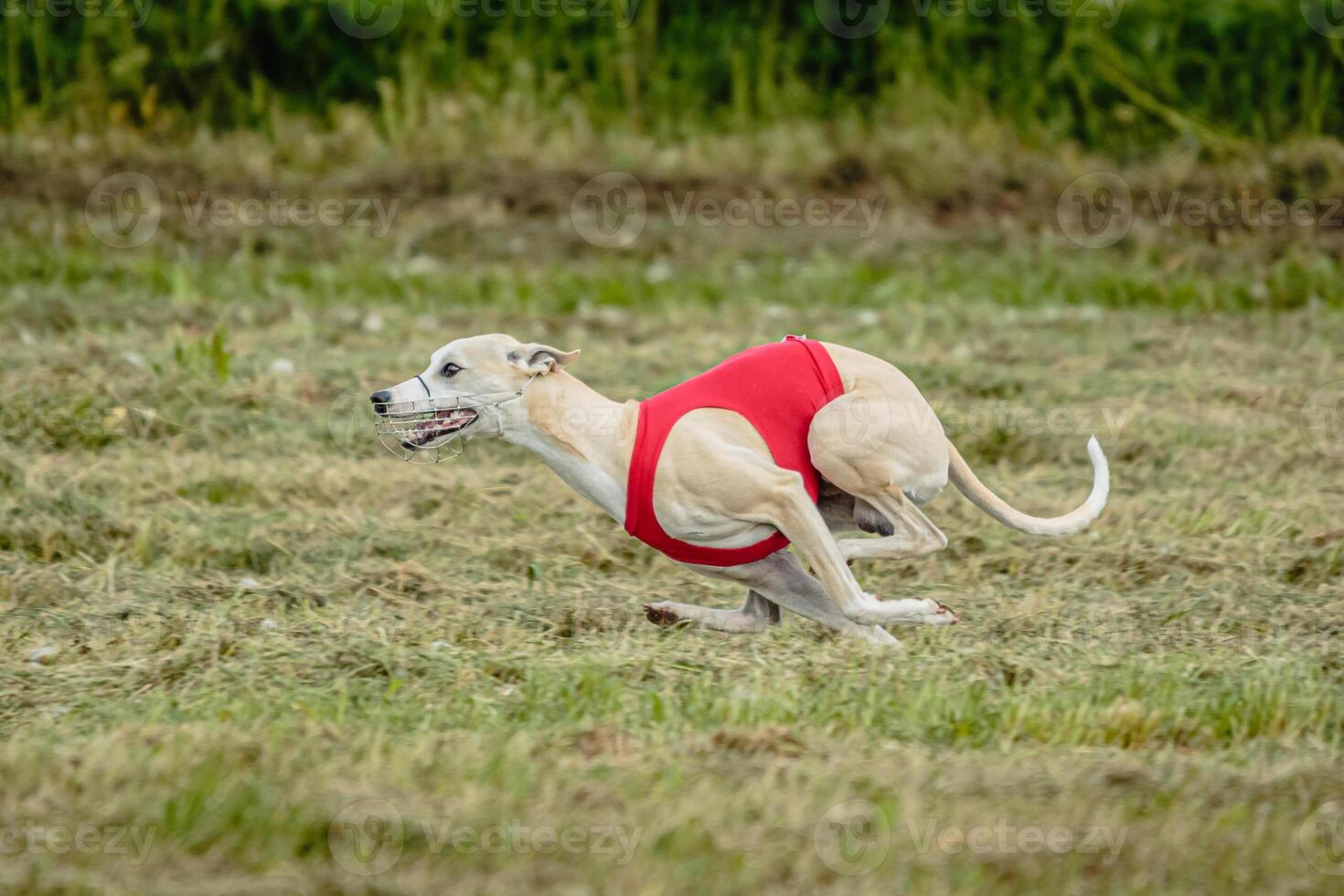 Whippet dog in red shirt running and chasing lure in the field on coursing competition photo