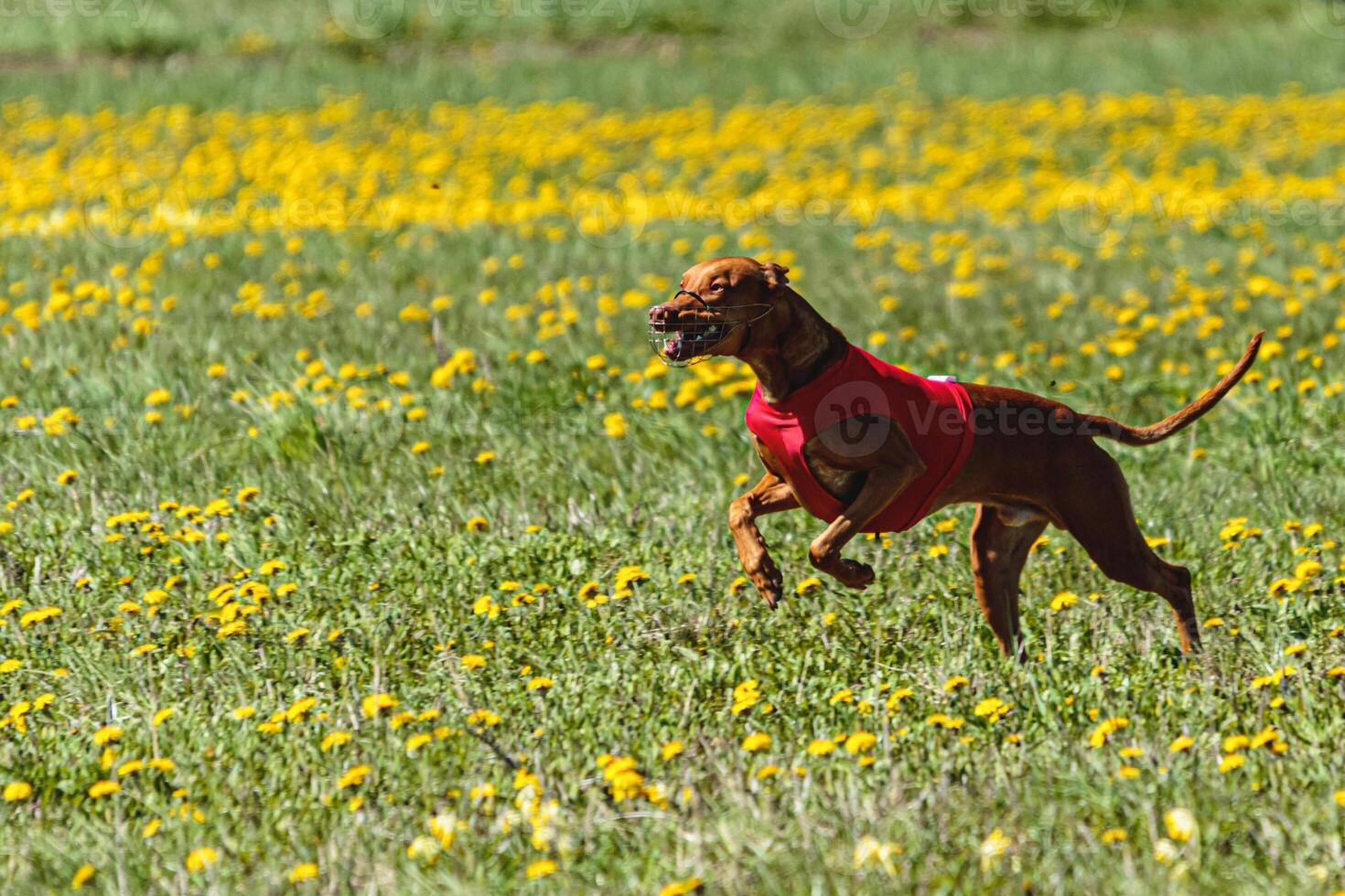 Pharaoh Hound dog in red shirt running and chasing lure in the field on coursing competition photo