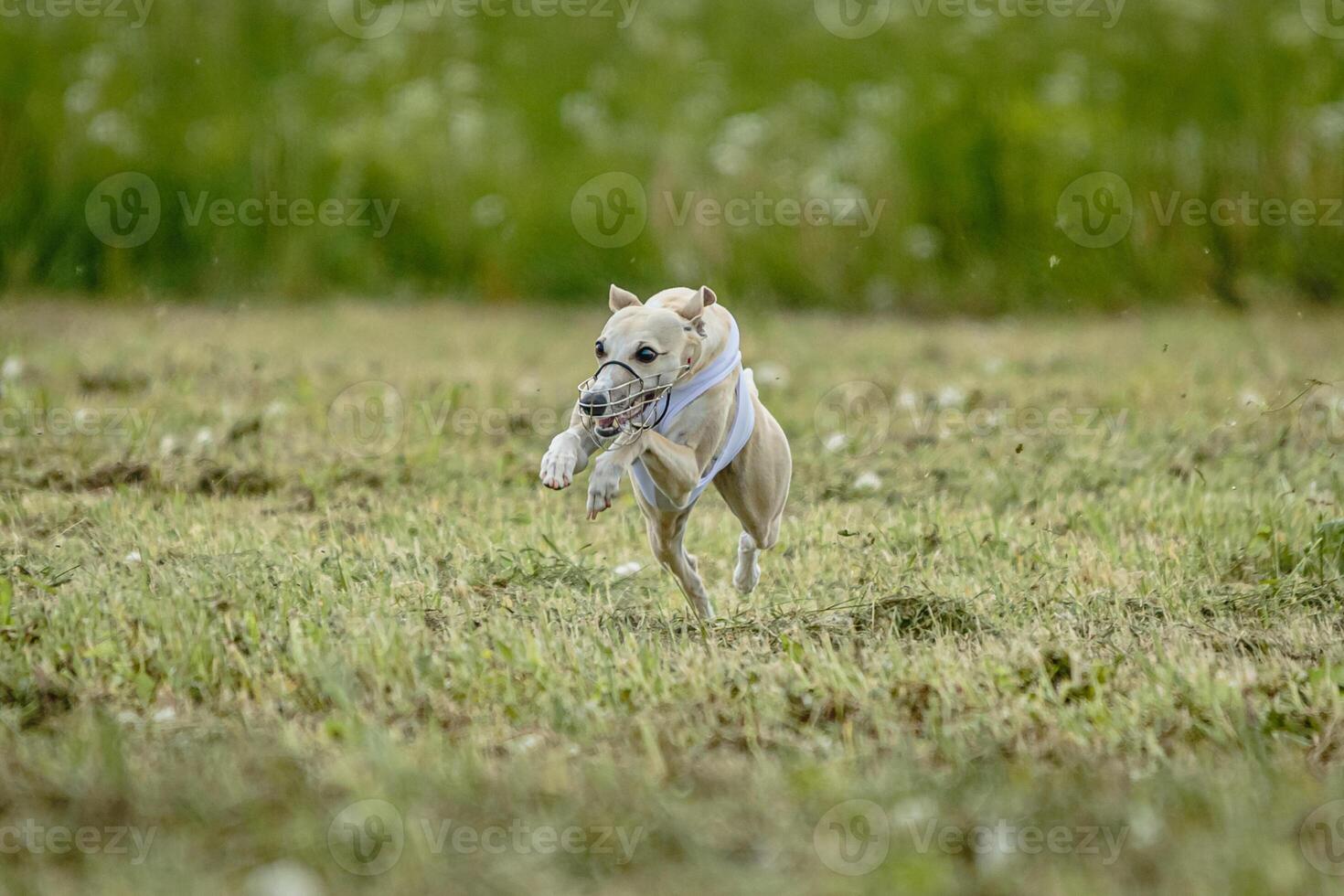 Whippet dog in white shirt running and chasing lure in the field on coursing competition photo