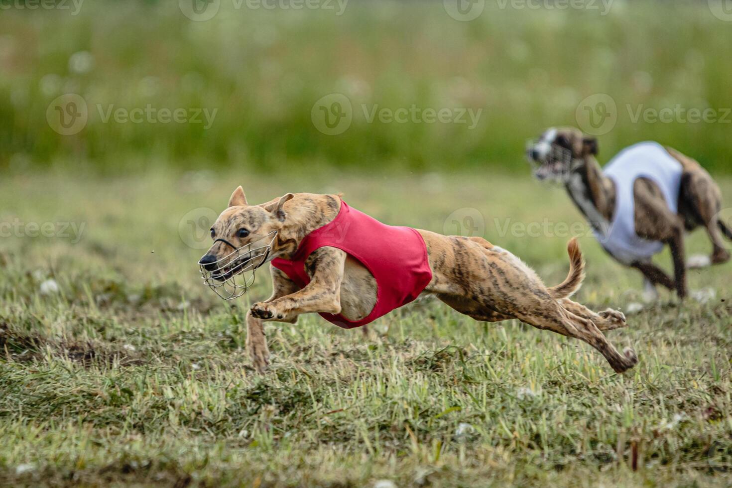 Whippet dogs in red and white shirts running and chasing lure in the field on coursing competition photo