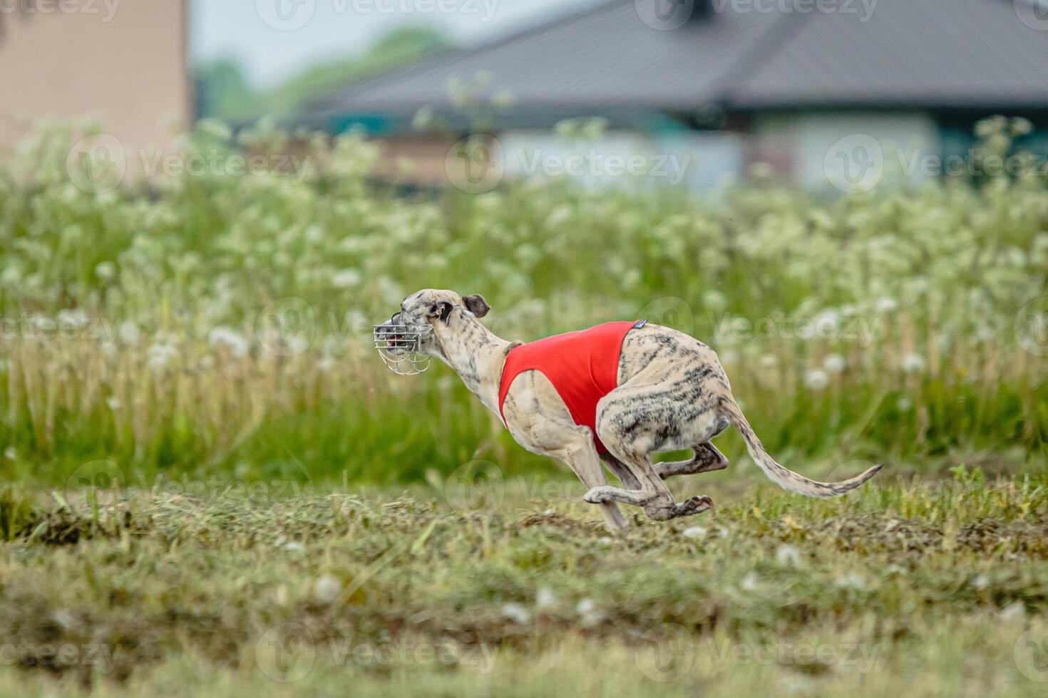 Whippet dog in red shirt running and chasing lure in the field on coursing competition photo