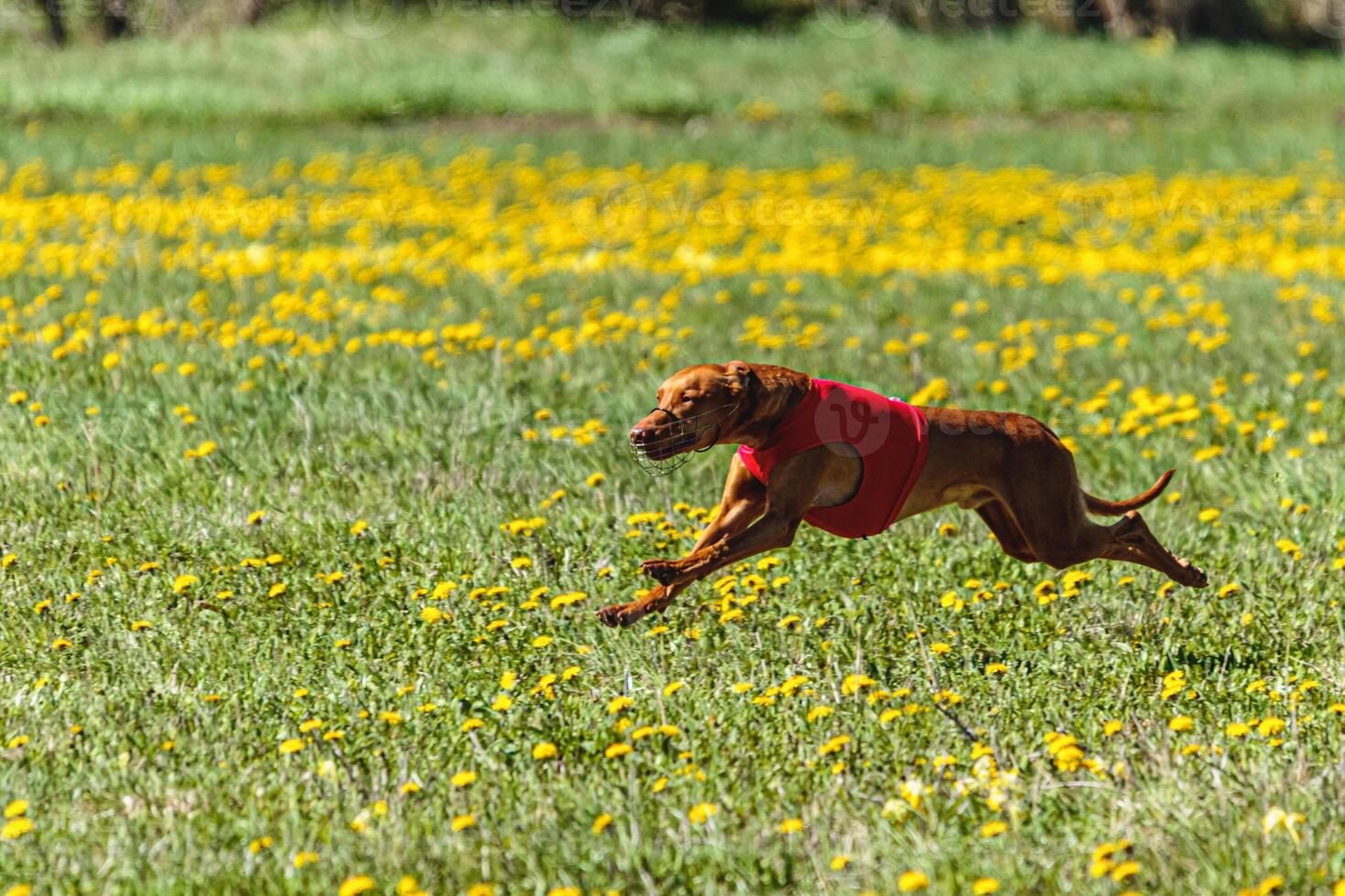 Pharaoh Hound dog in red shirt running and chasing lure in the field on coursing competition photo