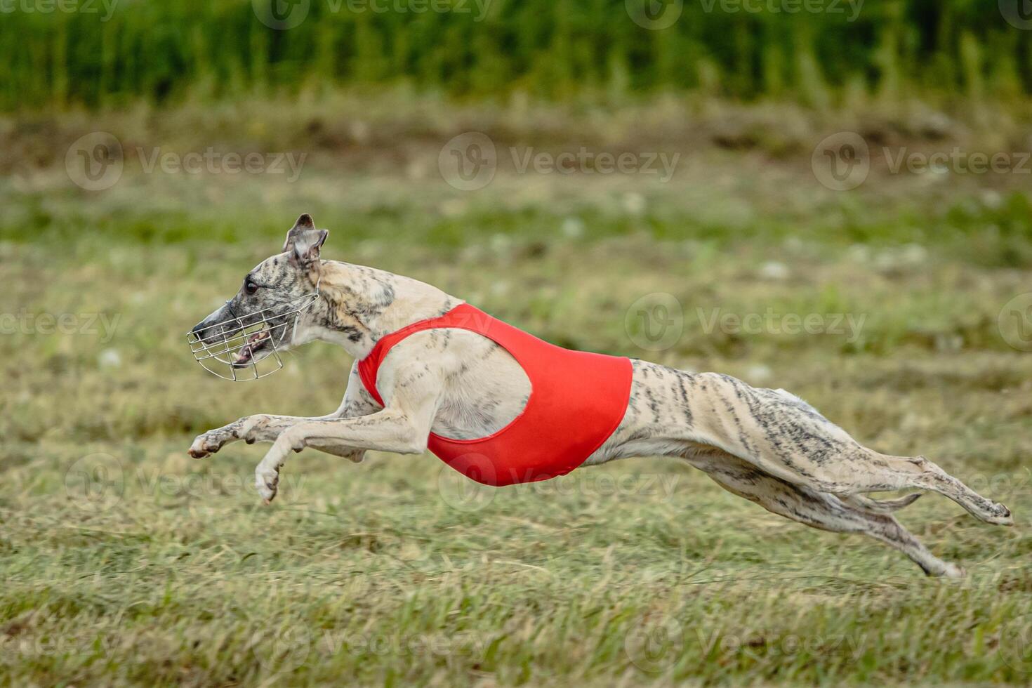 Whippet dog in red shirt running and chasing lure in the field on coursing competition photo