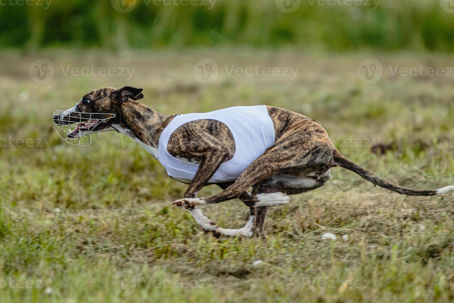 Whippet dog moment of running and flying in green field at full speed photo