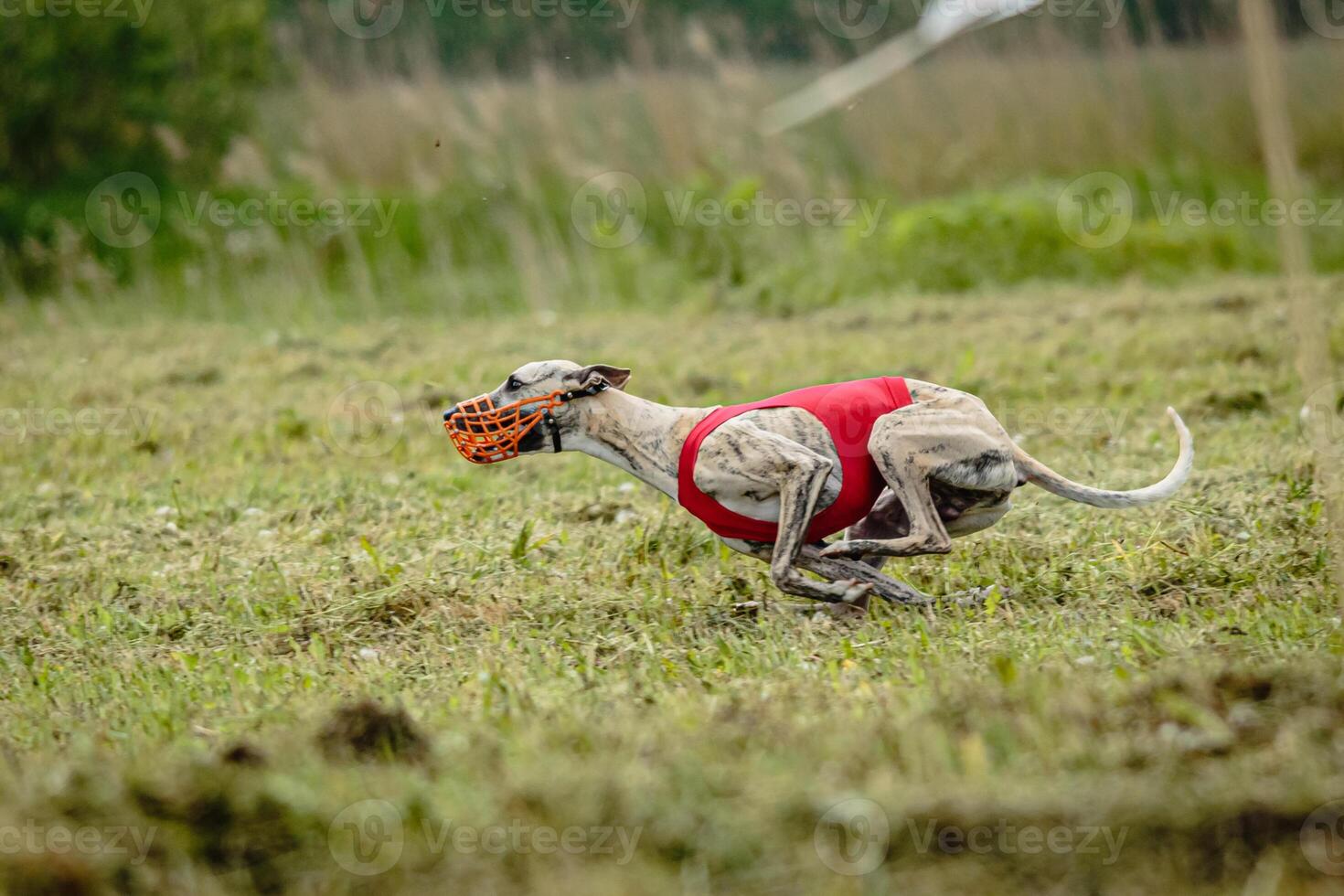 Whippet dog in red shirt running and chasing lure in the field on coursing competition photo