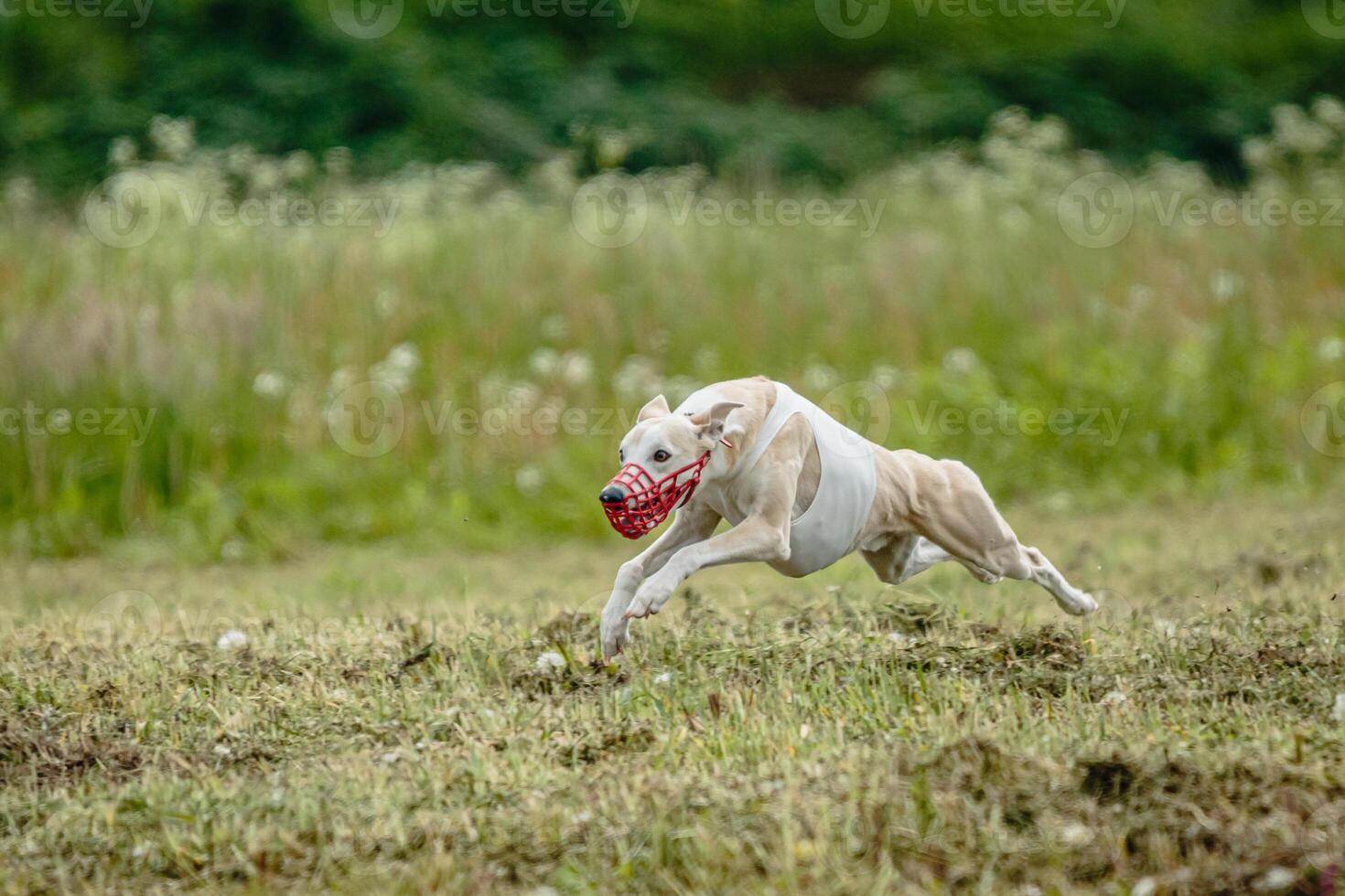 Whippet dog in white shirt running and chasing lure in the field on coursing competition photo