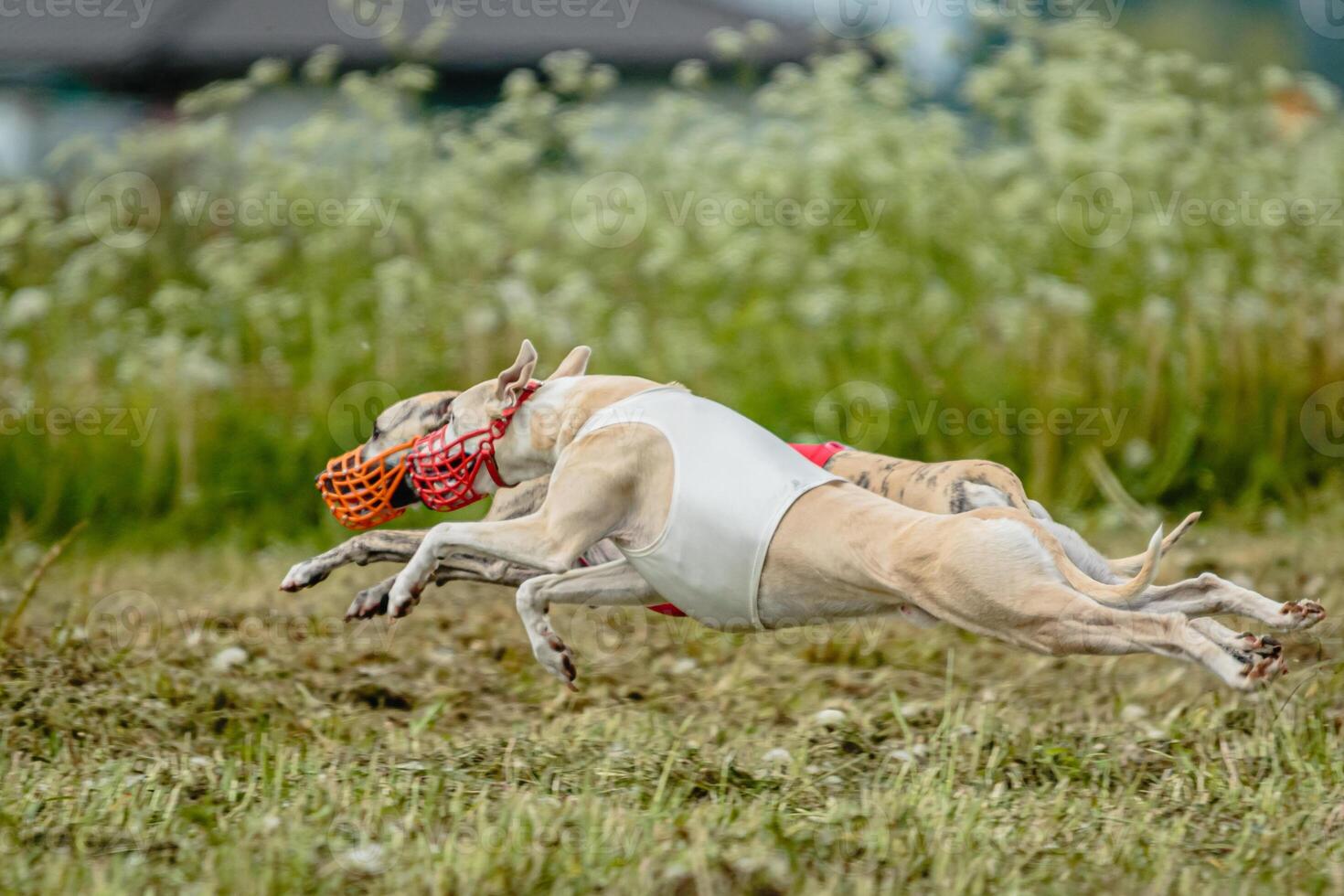 Whippet dogs in red and white shirts running and chasing lure in the field on coursing competition photo