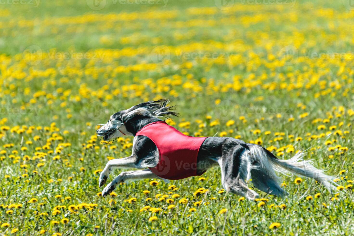 Saluki dog running fast and chasing lure across green field at dog racing competion photo