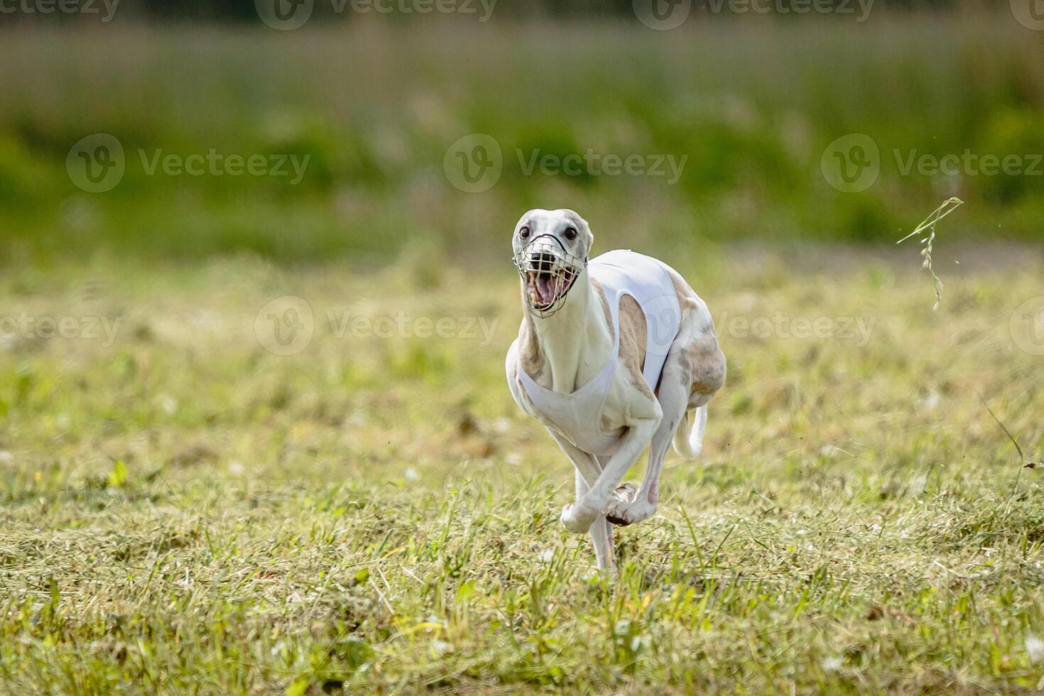 Whippet dog in white shirt running and chasing lure in the field on coursing competition photo