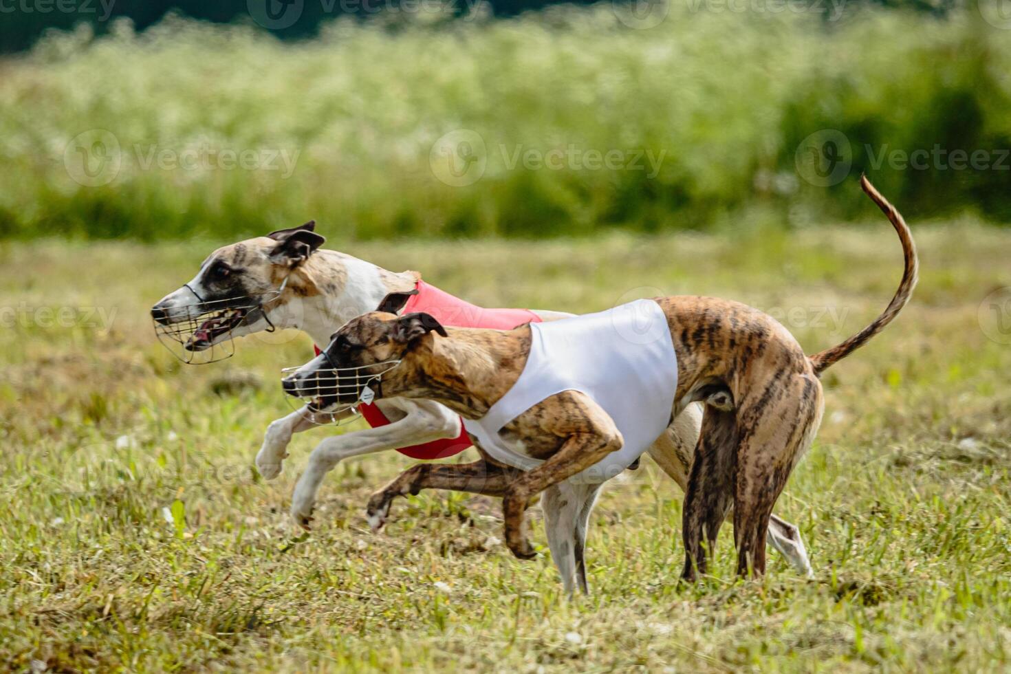 Whippet dogs in red and white shirts running and chasing lure in the field on coursing competition photo