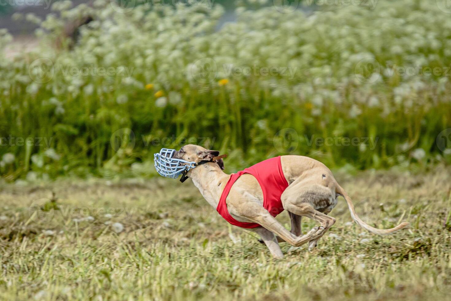 Whippet dog in red shirt running and chasing lure in the field on coursing competition photo