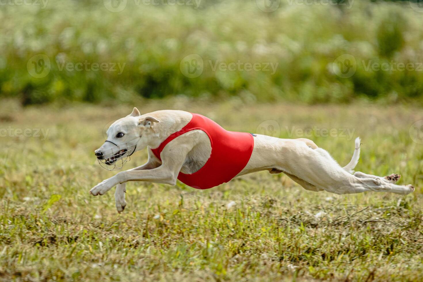 Whippet dog in red shirt running and chasing lure in the field on coursing competition photo