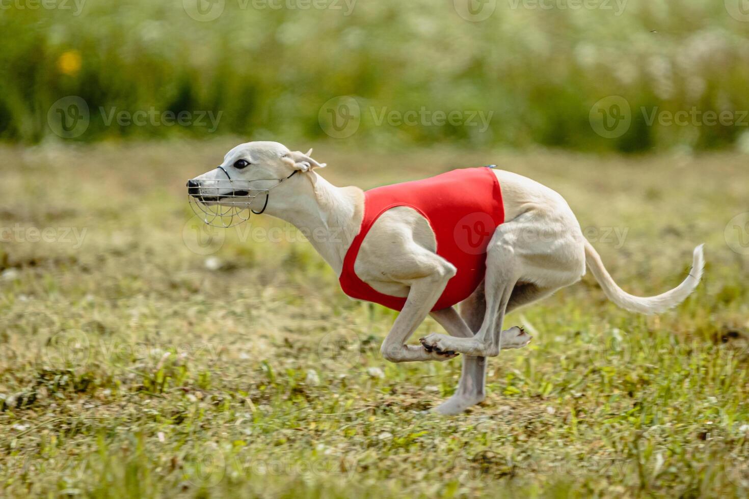 Whippet dog in red shirt running and chasing lure in the field on coursing competition photo