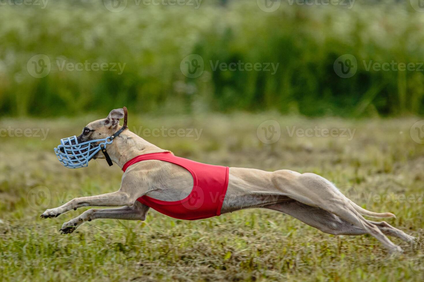 Whippet dog in red shirt running and chasing lure in the field on coursing competition photo