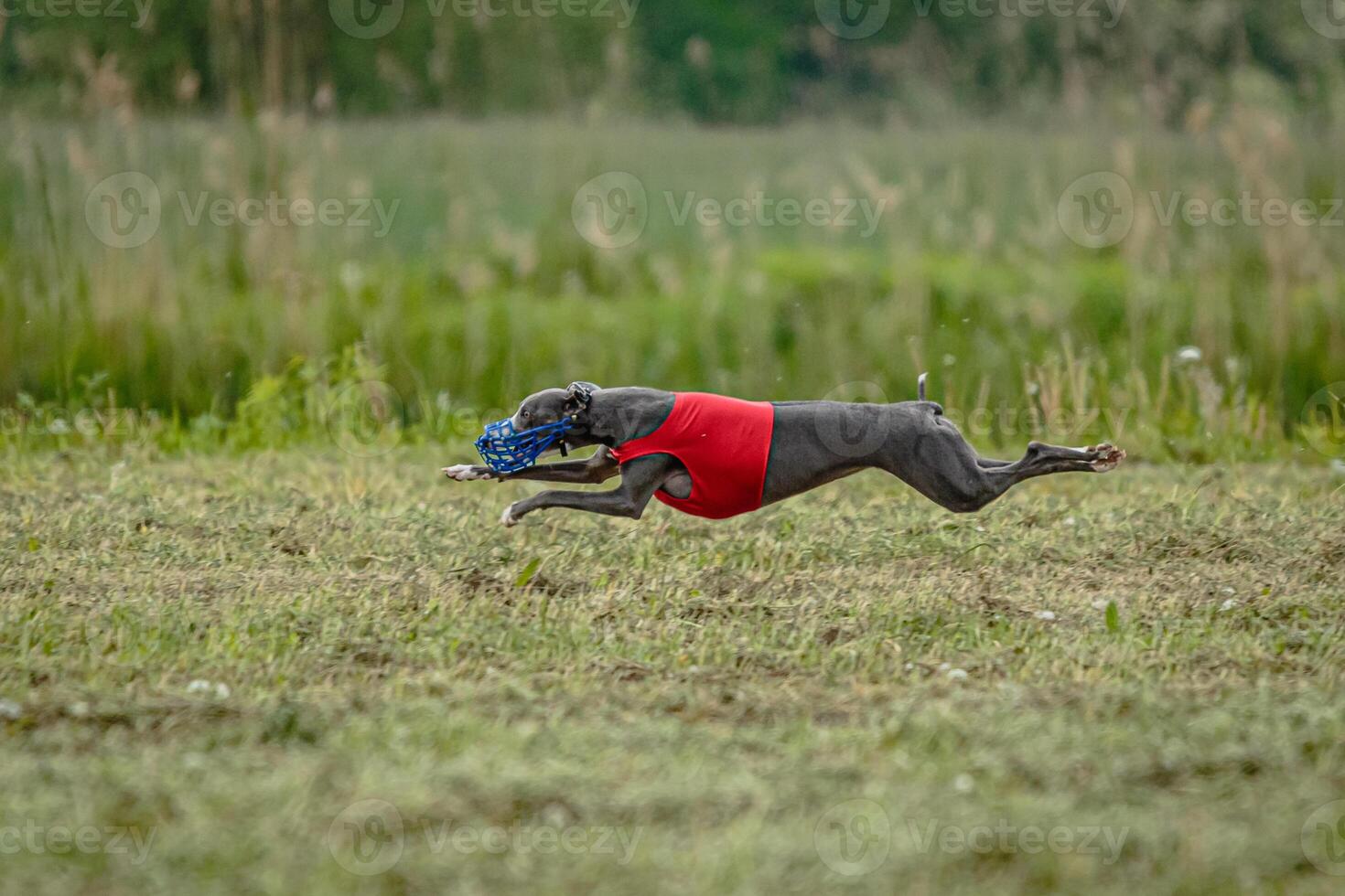 Whippet dog lifted off the ground during the dog racing competition running straight into camera photo