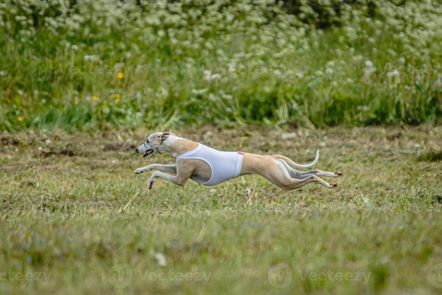 Whippet dog in white shirt running and chasing lure in the field on coursing competition photo