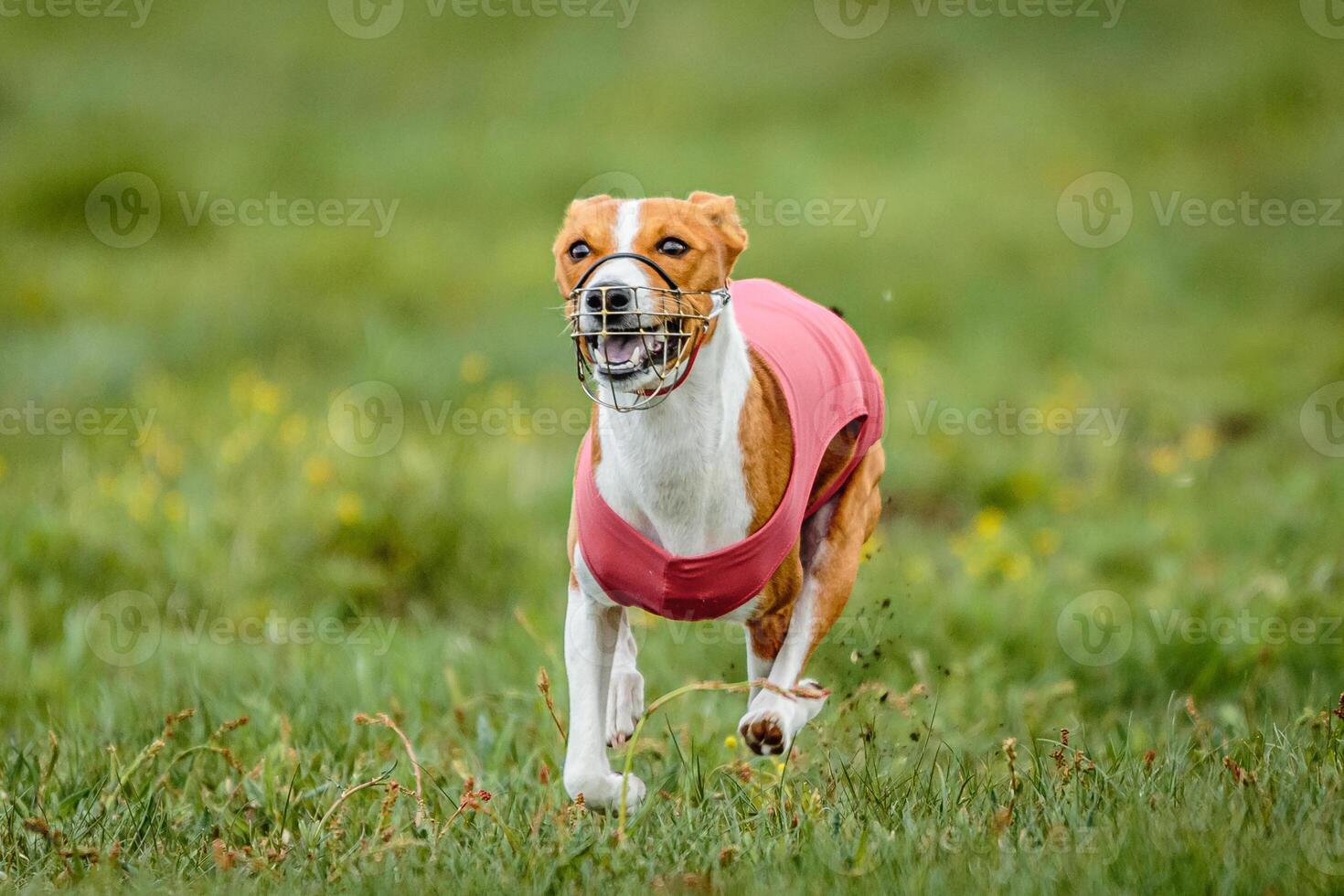 Basenji dog in red shirt running and chasing lure in the field on coursing competition photo