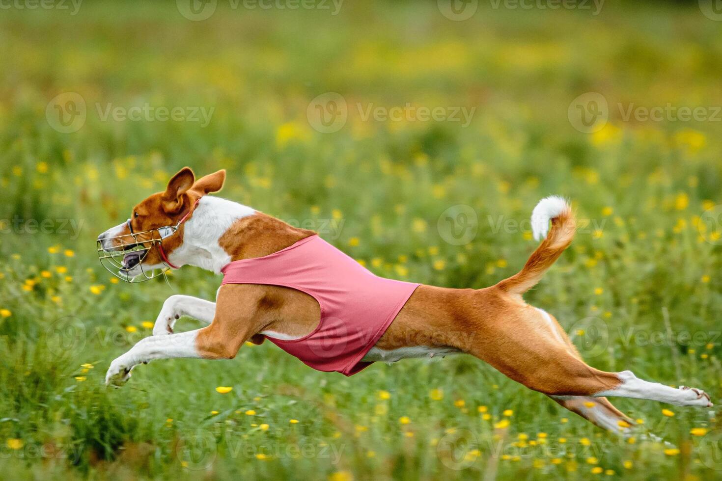Basenji dog in red shirt running and chasing lure in the field on coursing competition photo