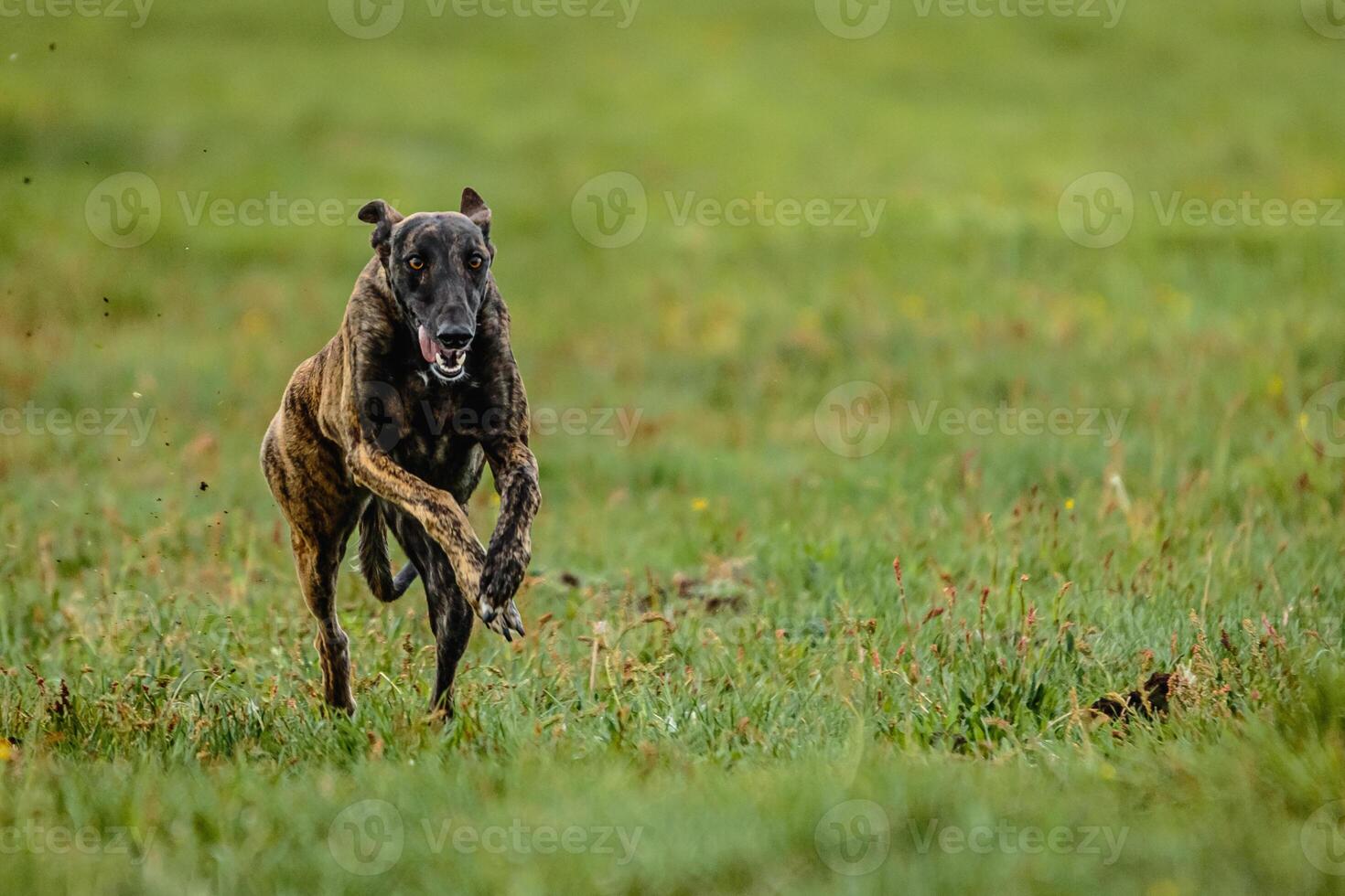 Greyhound dog running fast and chasing lure straight into camera photo