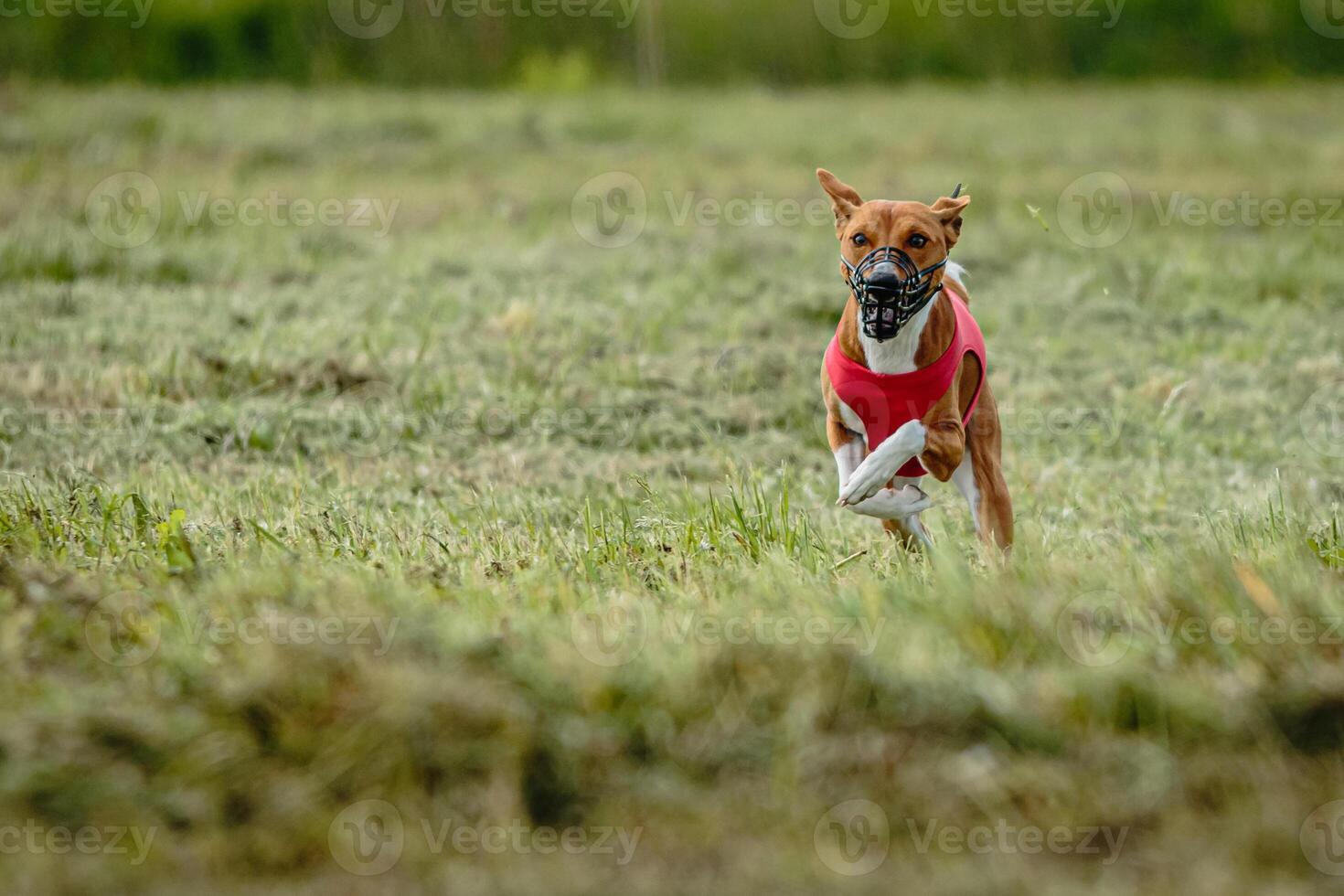 Basenji dog in red shirt running and chasing lure in the field on coursing competition photo