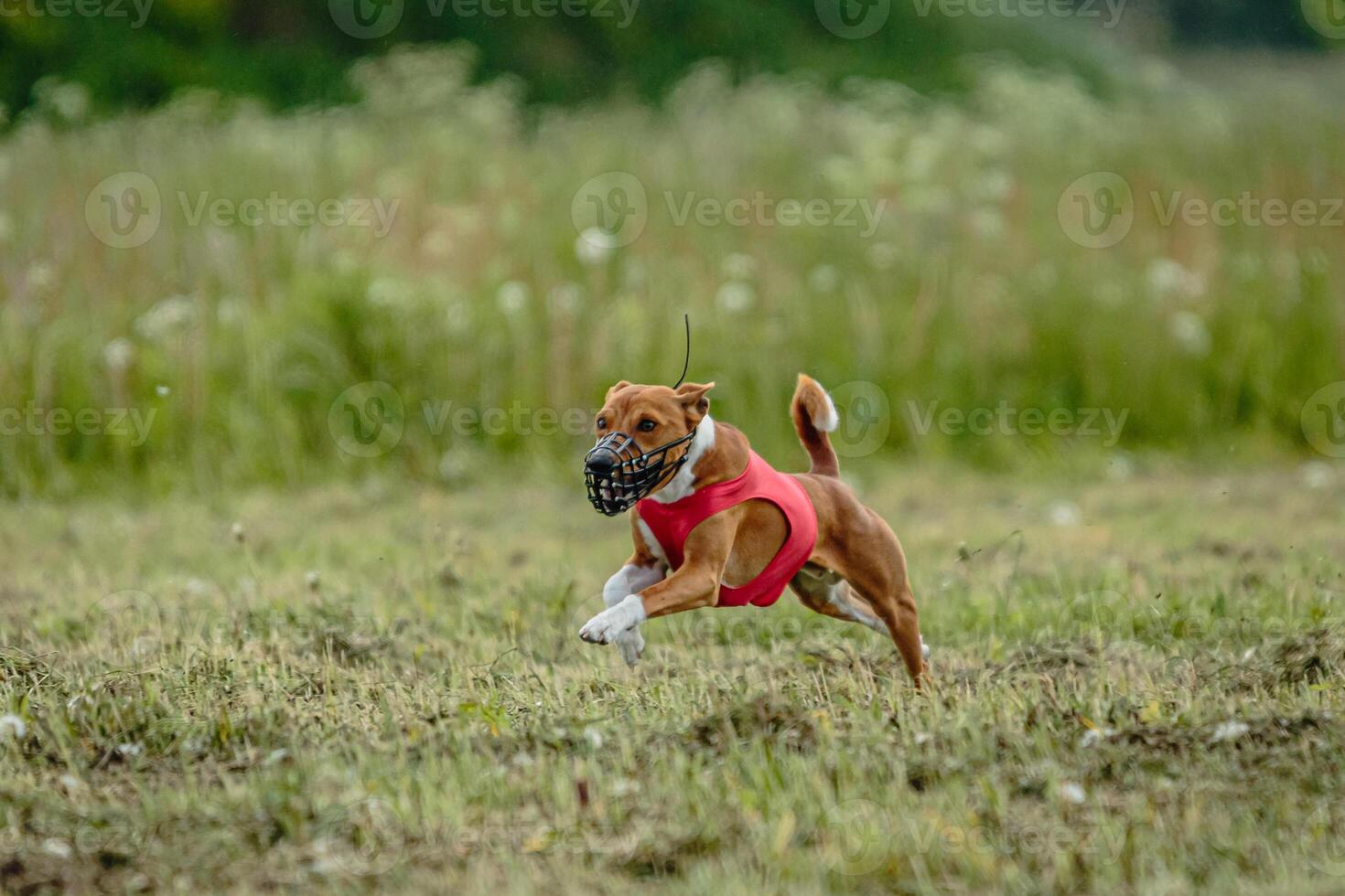 Basenji dog in red shirt running and chasing lure in the field on coursing competition photo
