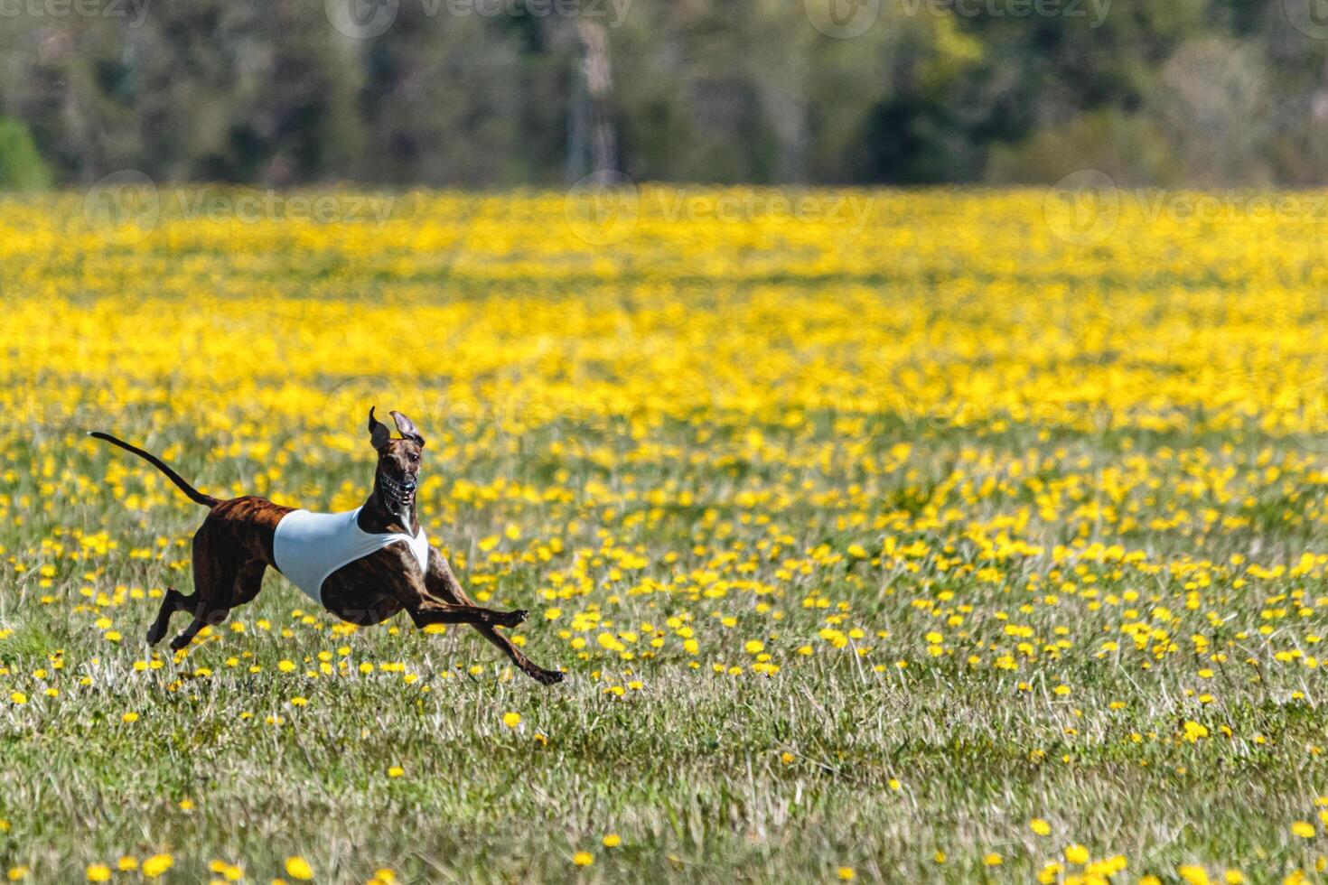 Greyhound dog lifted off the ground running fast across green field photo