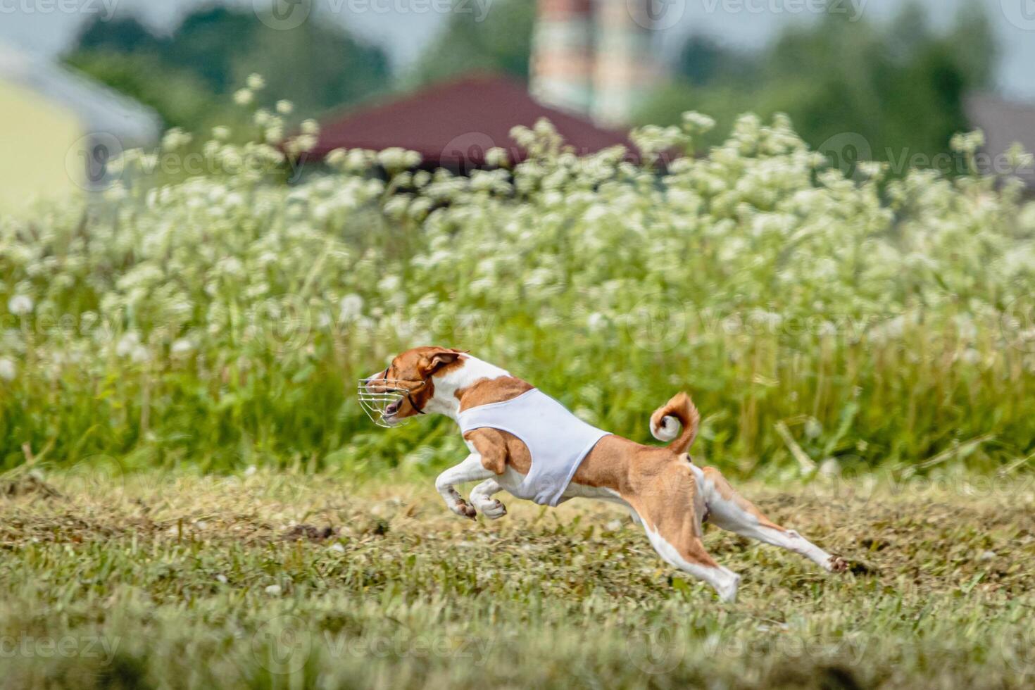 Basenji dog in white shirt running and chasing lure in the field on coursing competition photo