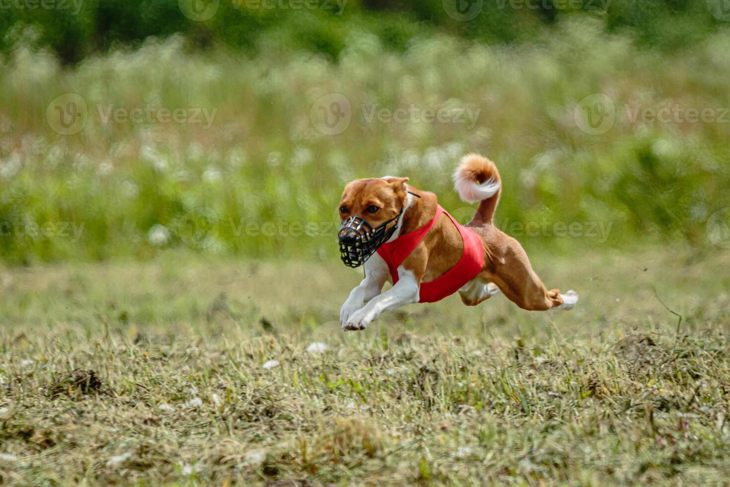 Basenji dog in red shirt running and chasing lure in the field on coursing competition photo