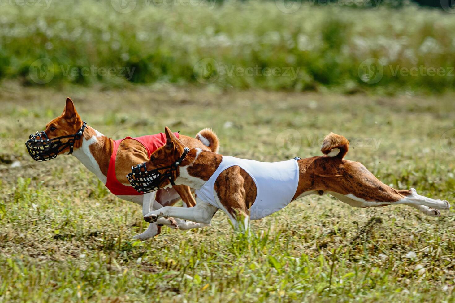 Basenji dogs in red and white shirts running and chasing lure in the field on coursing competition photo