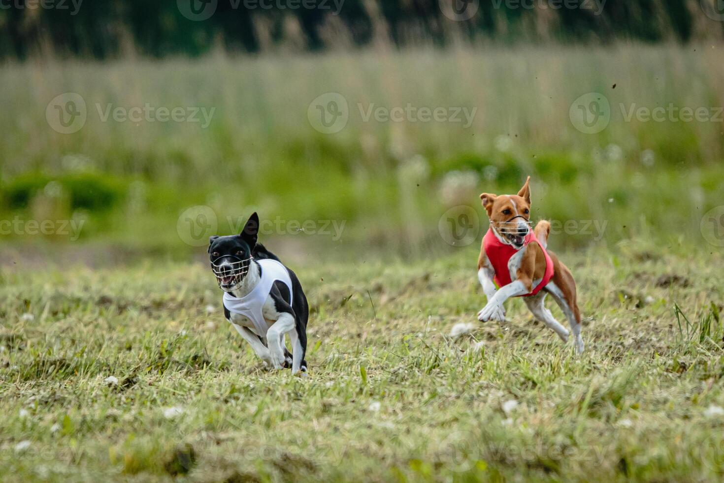 Basenji dogs in red and white shirts running and chasing lure in the field on coursing competition photo