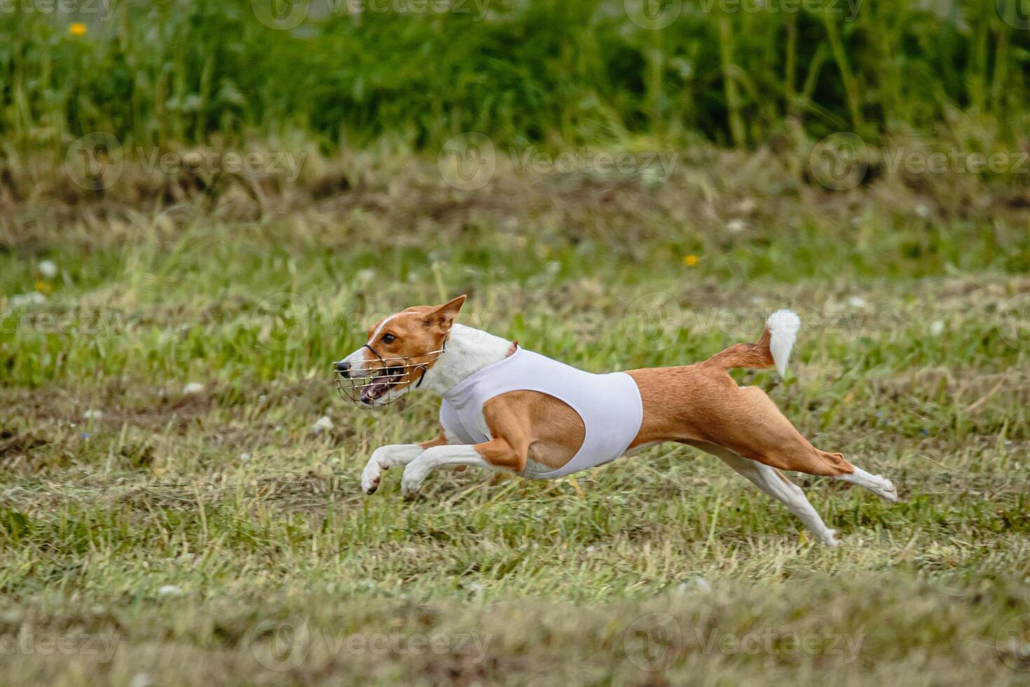 Basenji dog in white shirt lifted off the ground running in the field on coursing competition photo