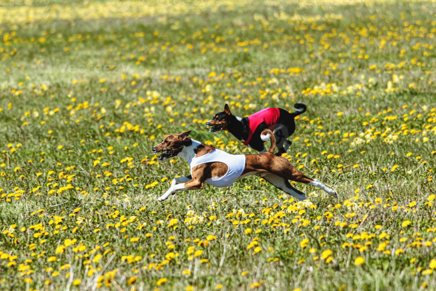 Basenji dogs in red and white shirts running and chasing lure in the field on coursing competition photo