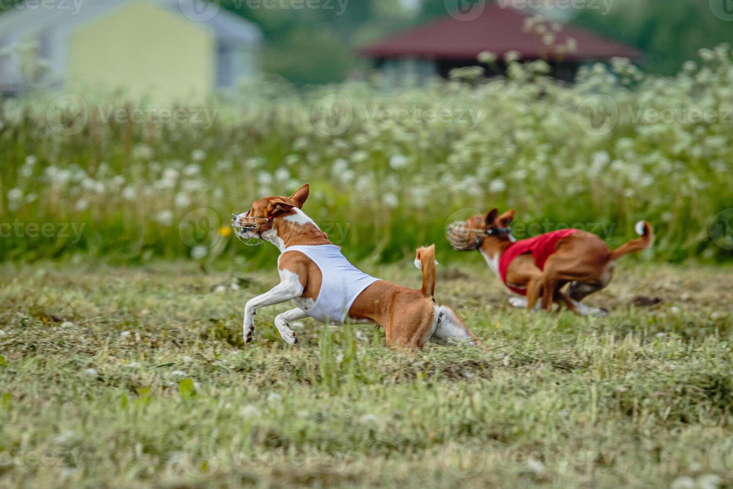 Basenji dogs in red and white shirts running and chasing lure in the field on coursing competition photo