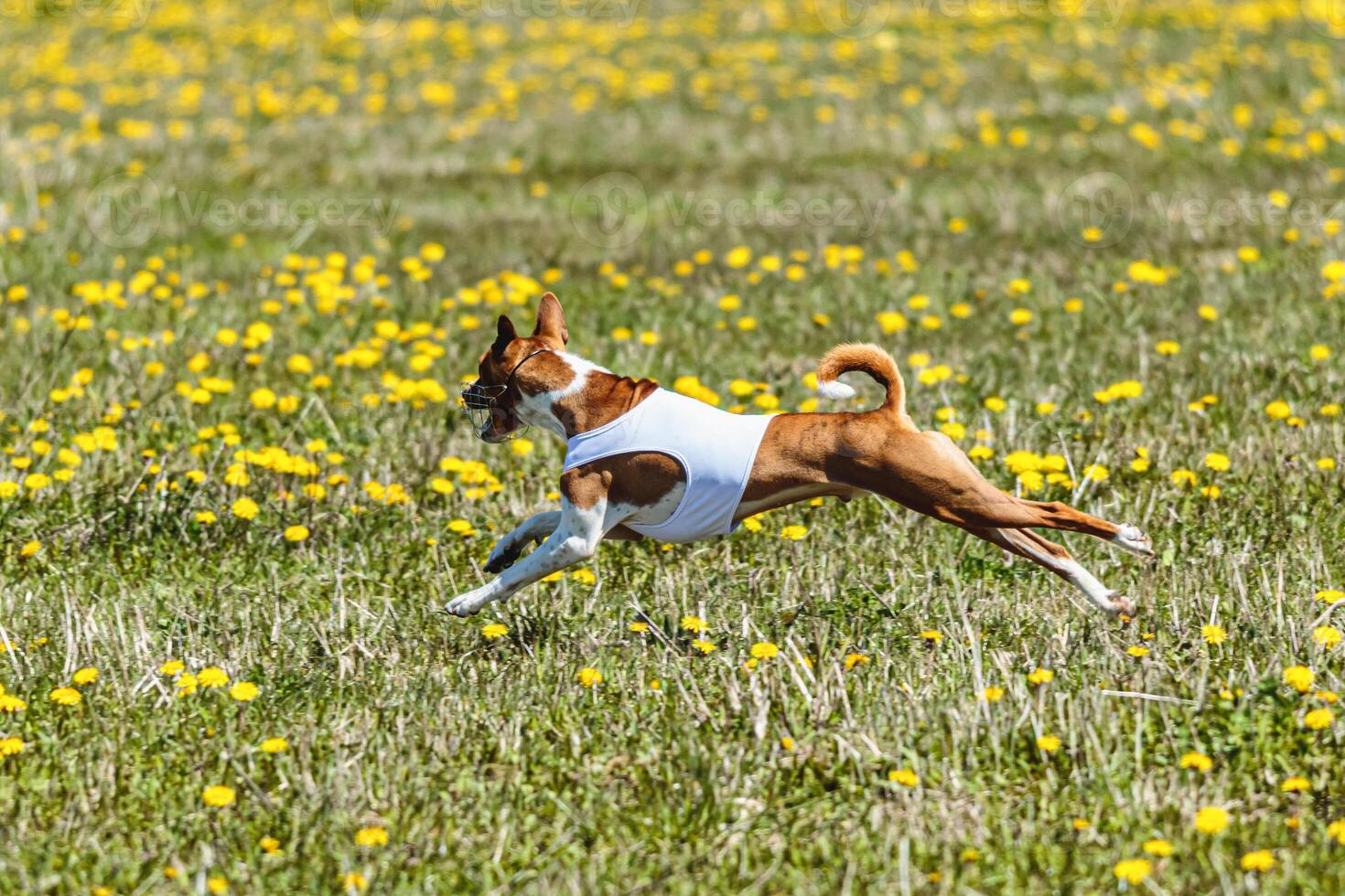 Basenji dog in white shirt lifted off the ground running in the field on coursing competition photo