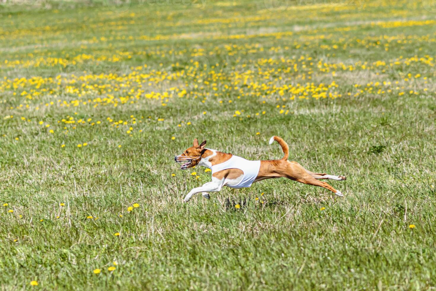 Basenji dog in white shirt lifted off the ground running in the field on coursing competition photo
