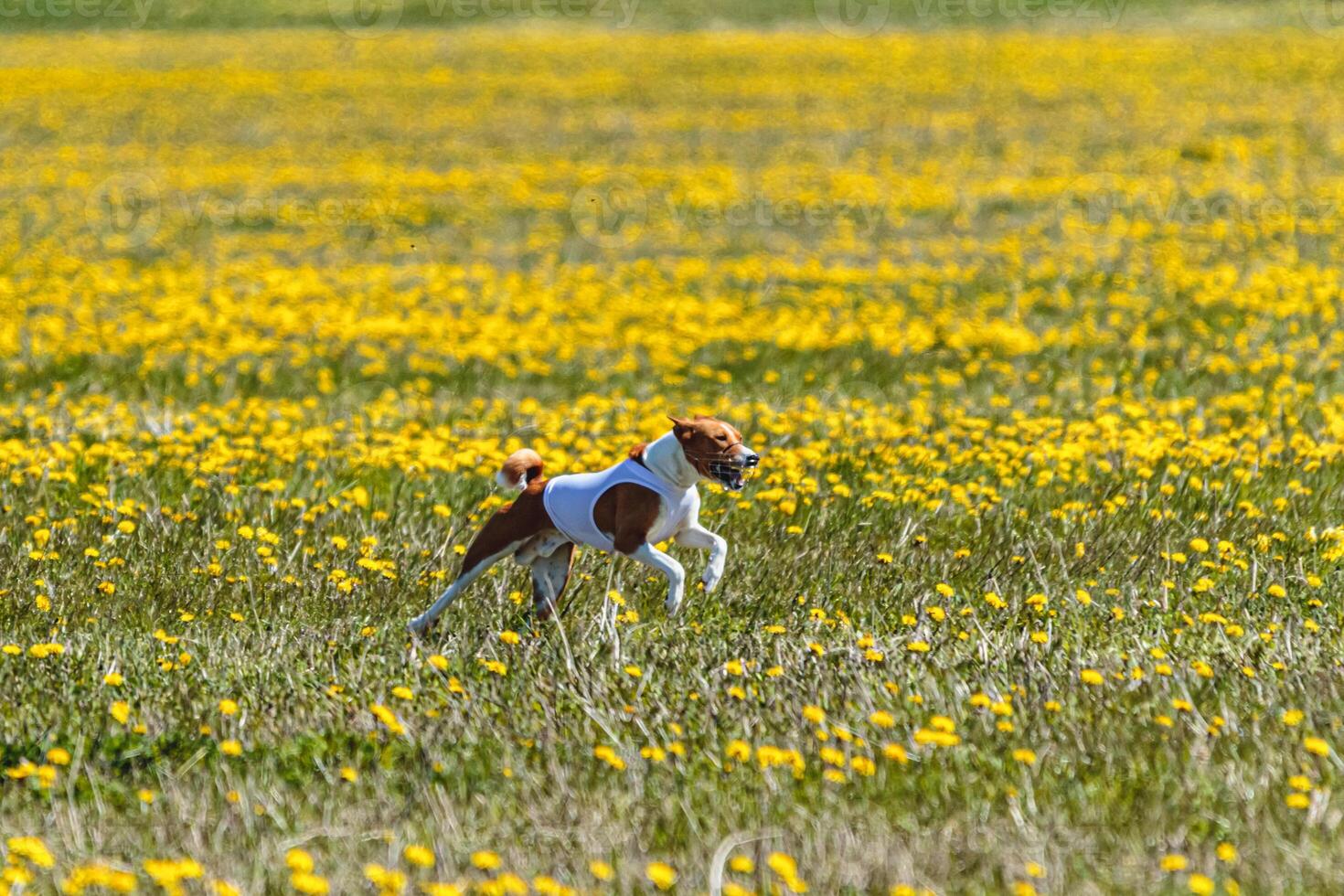 Basenji dog in white shirt lifted off the ground running in the field on coursing competition photo