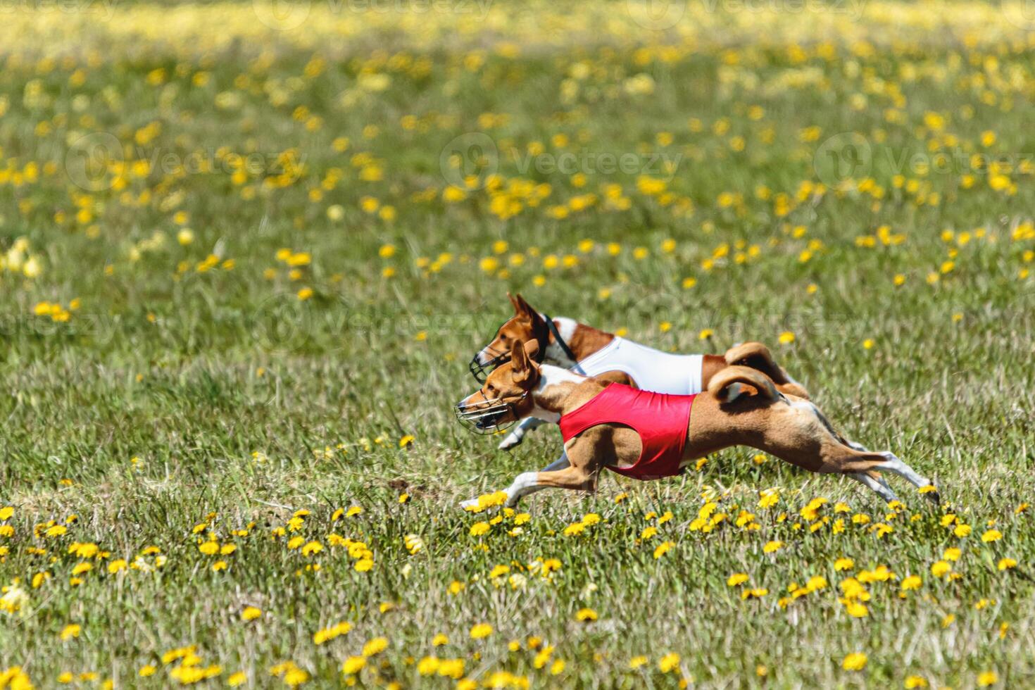 Basenji dogs in red and white shirts running and chasing lure in the field on coursing competition photo