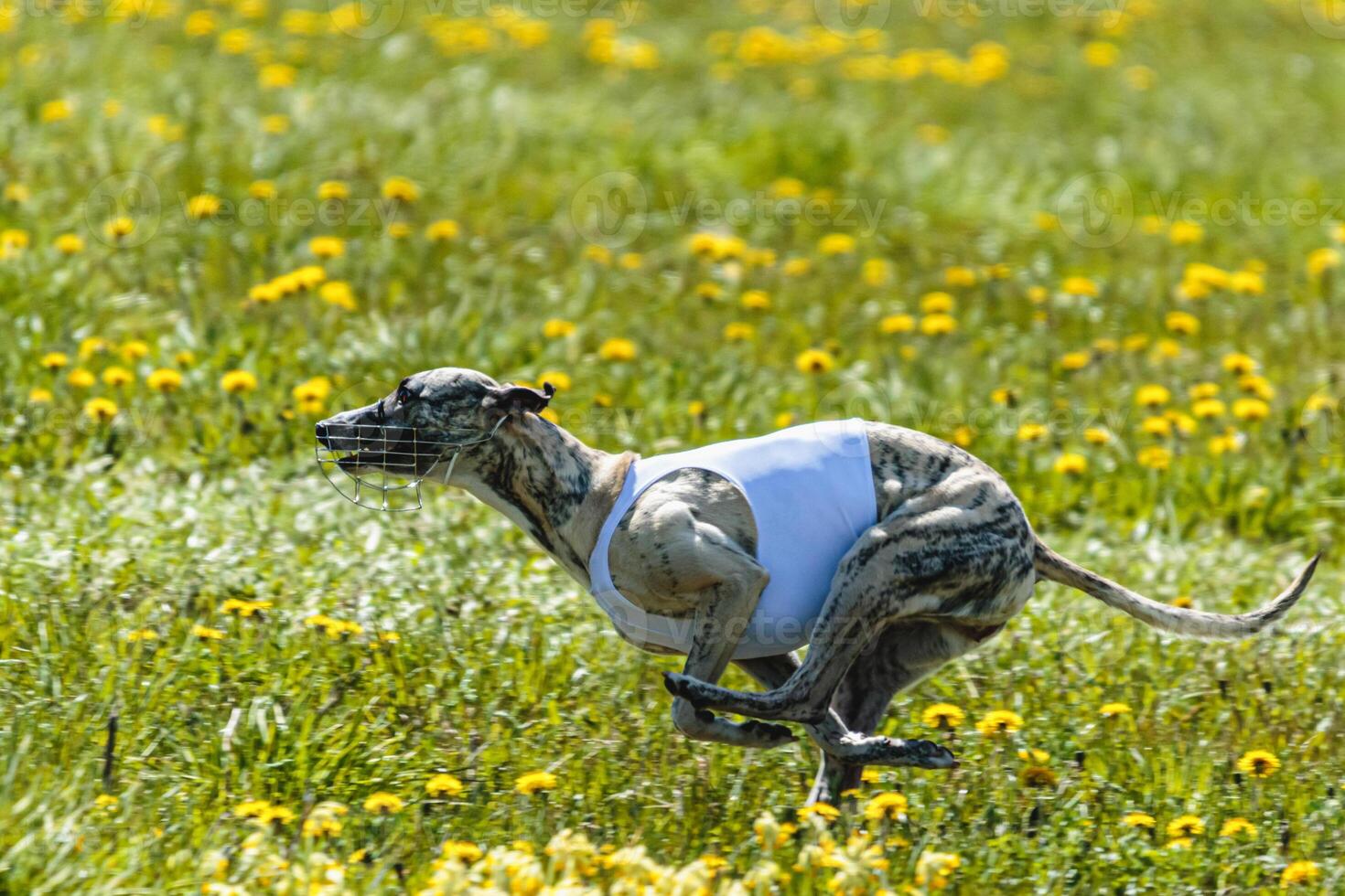 Whippet dog in white shirt running and chasing lure in the field on coursing competition photo
