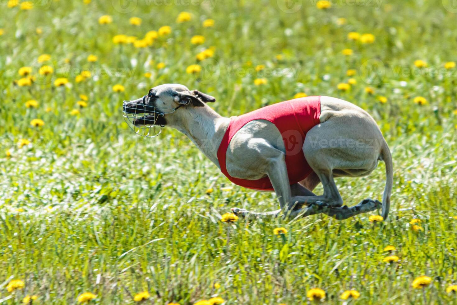 Whippet dog lifted off the ground during the dog racing competition running on field photo