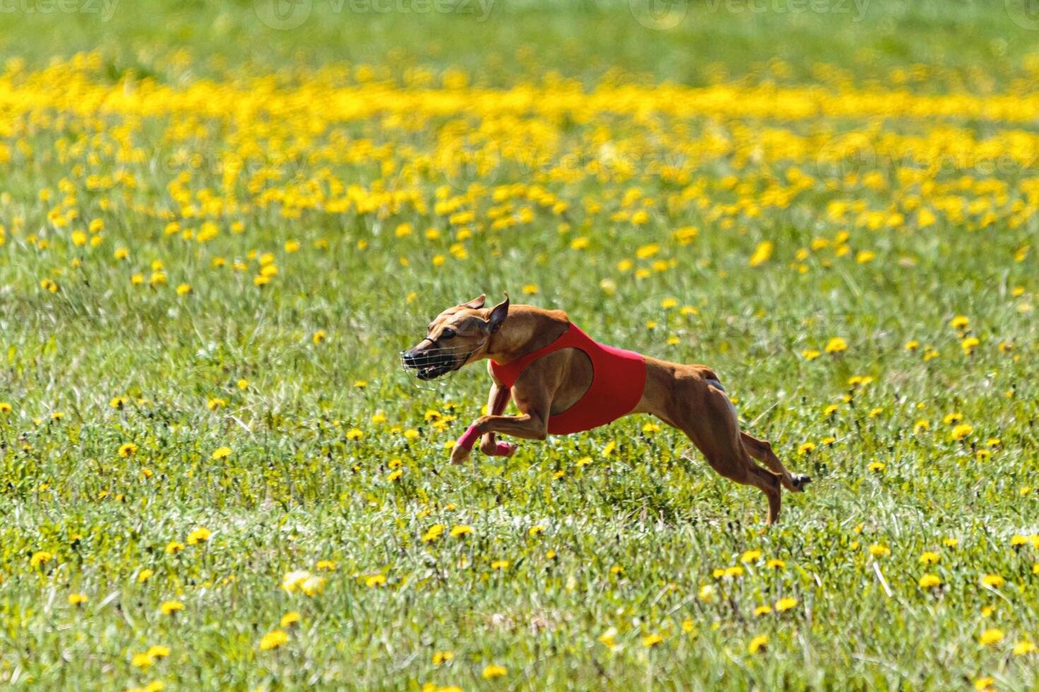 Whippet dog lifted off the ground during the dog racing competition running straight into camera photo
