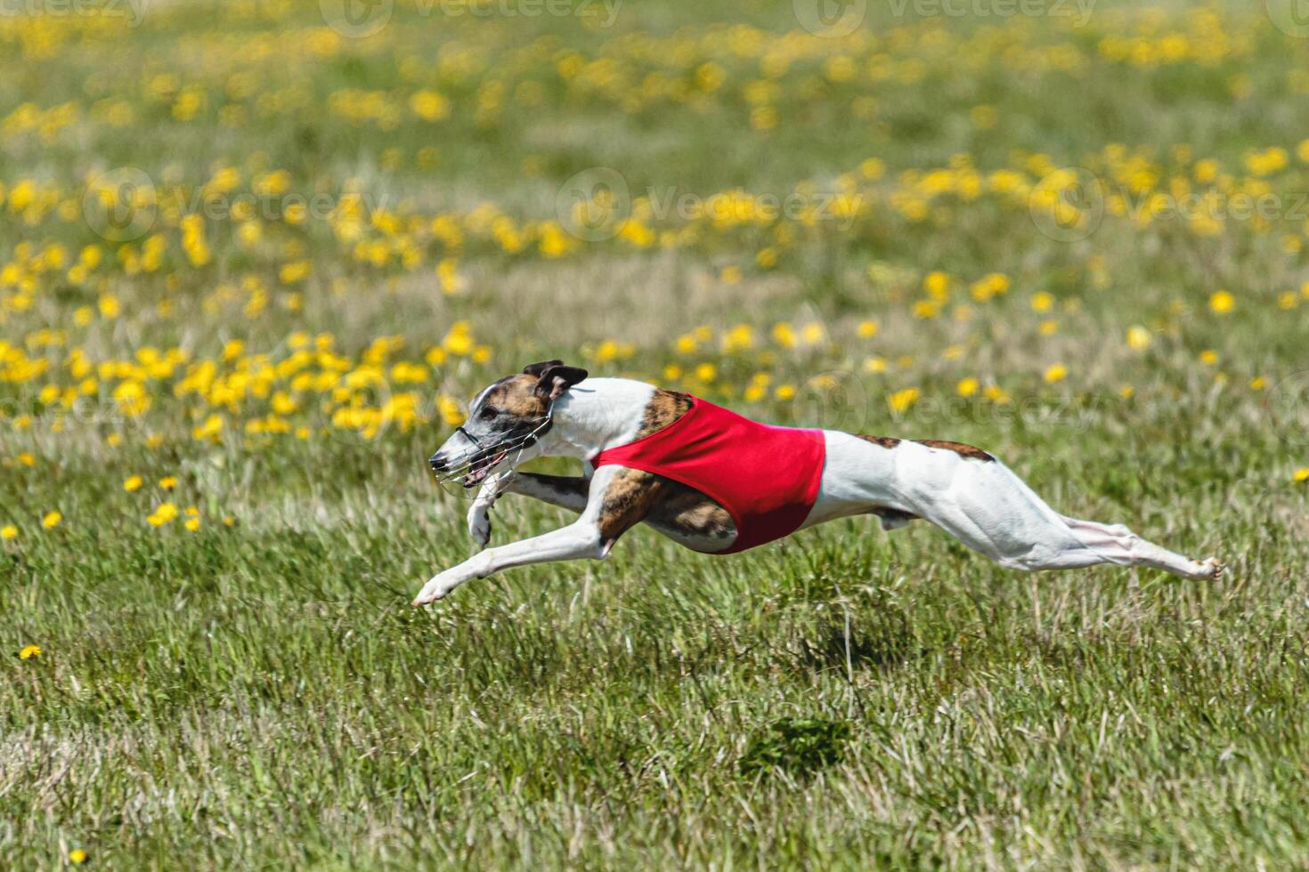 Whippet dog lifted off the ground during the dog racing competition running straight into camera photo