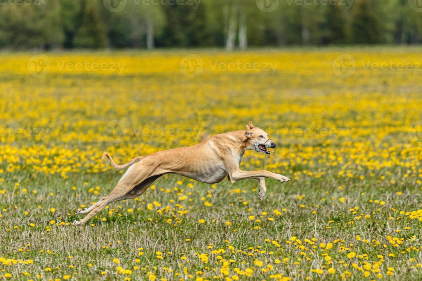 Greyhound dog running fast and chasing lure across green field at dog racing competion photo