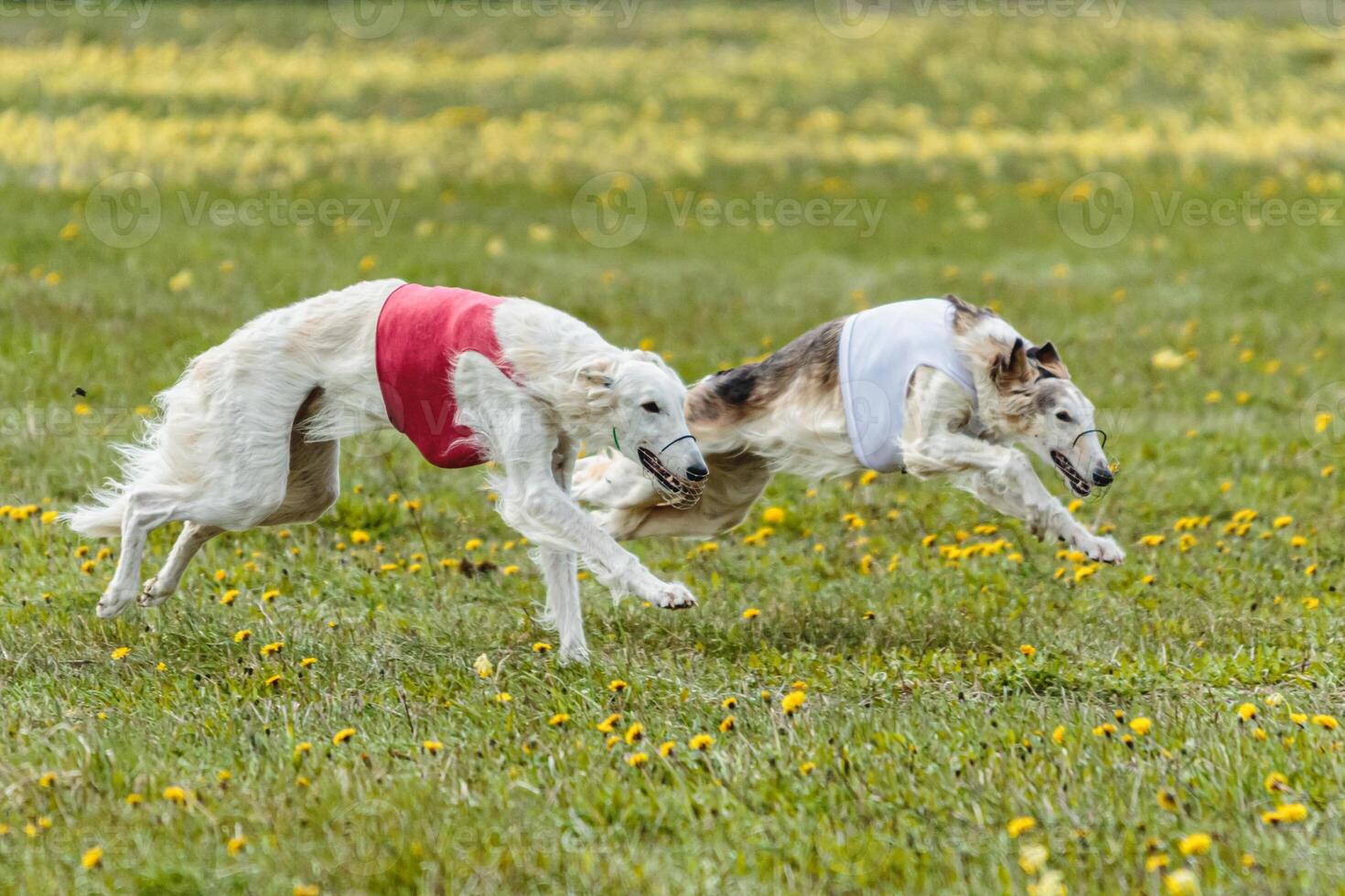Borzoi dogs in red and white shirts running and chasing lure in the field on coursing competition photo