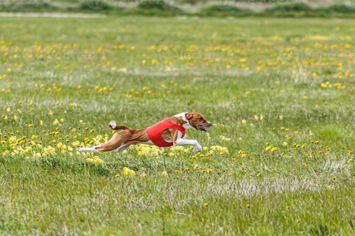 Basenji dog flying moment of running across the field on lure coursing competition photo