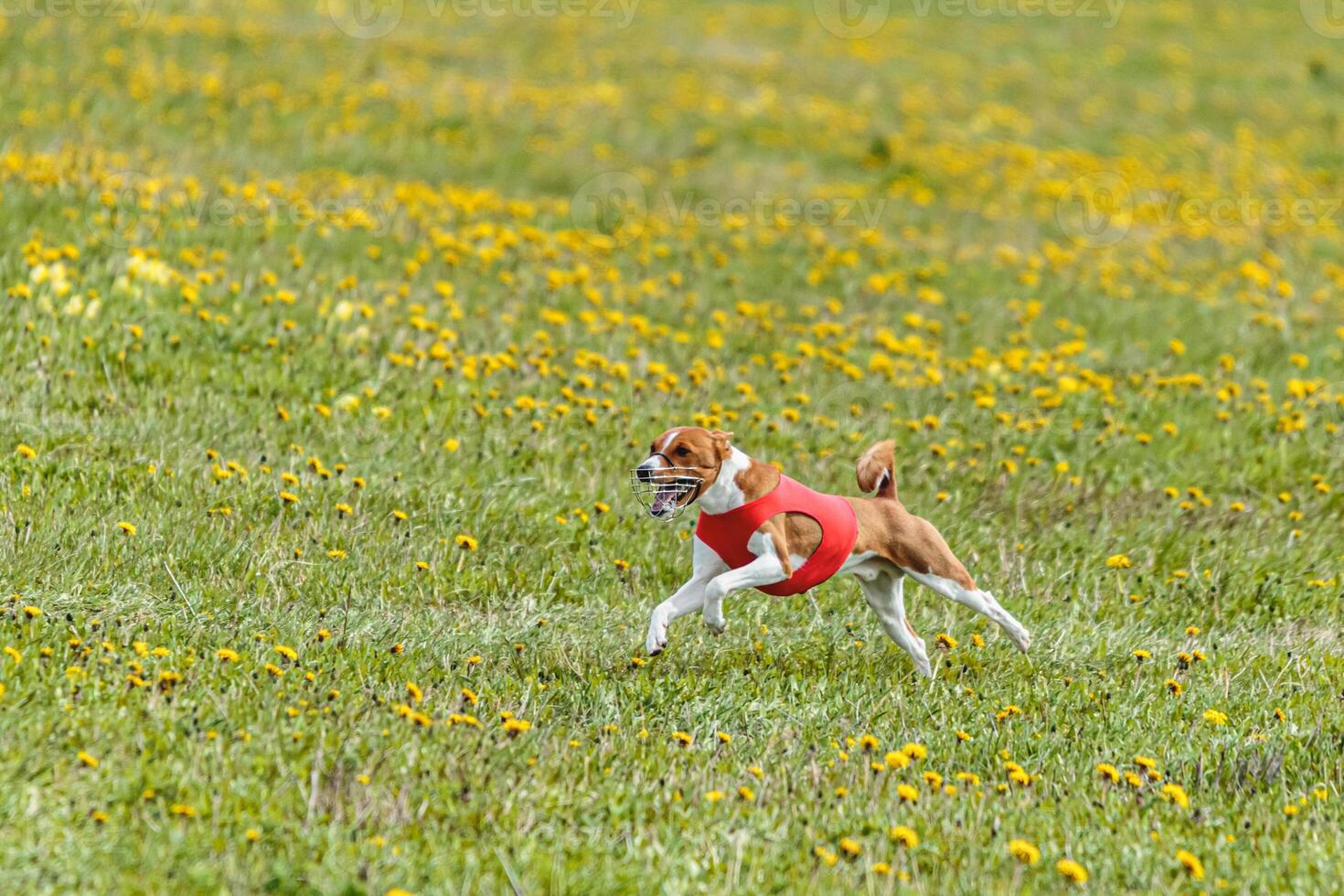 Basenji dog flying moment of running across the field on lure coursing competition photo