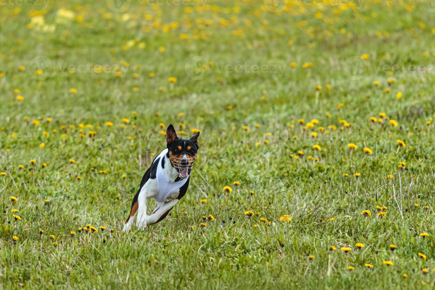 Basenji dog in white shirt running and chasing lure in the field on coursing competition photo