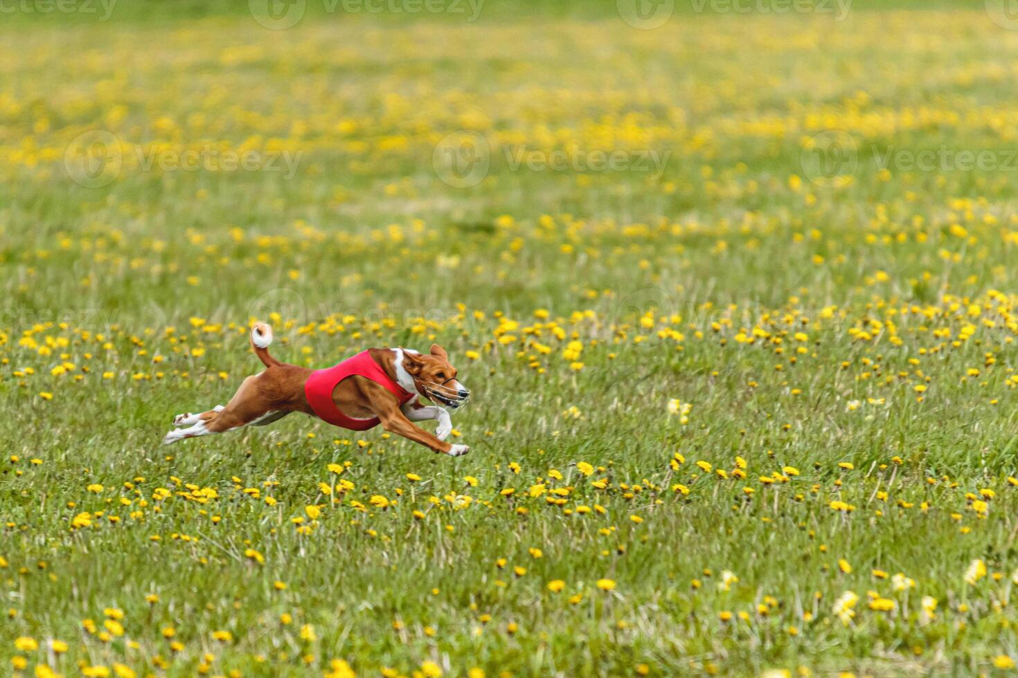 Basenji dog flying moment of running across the field on lure coursing competition photo